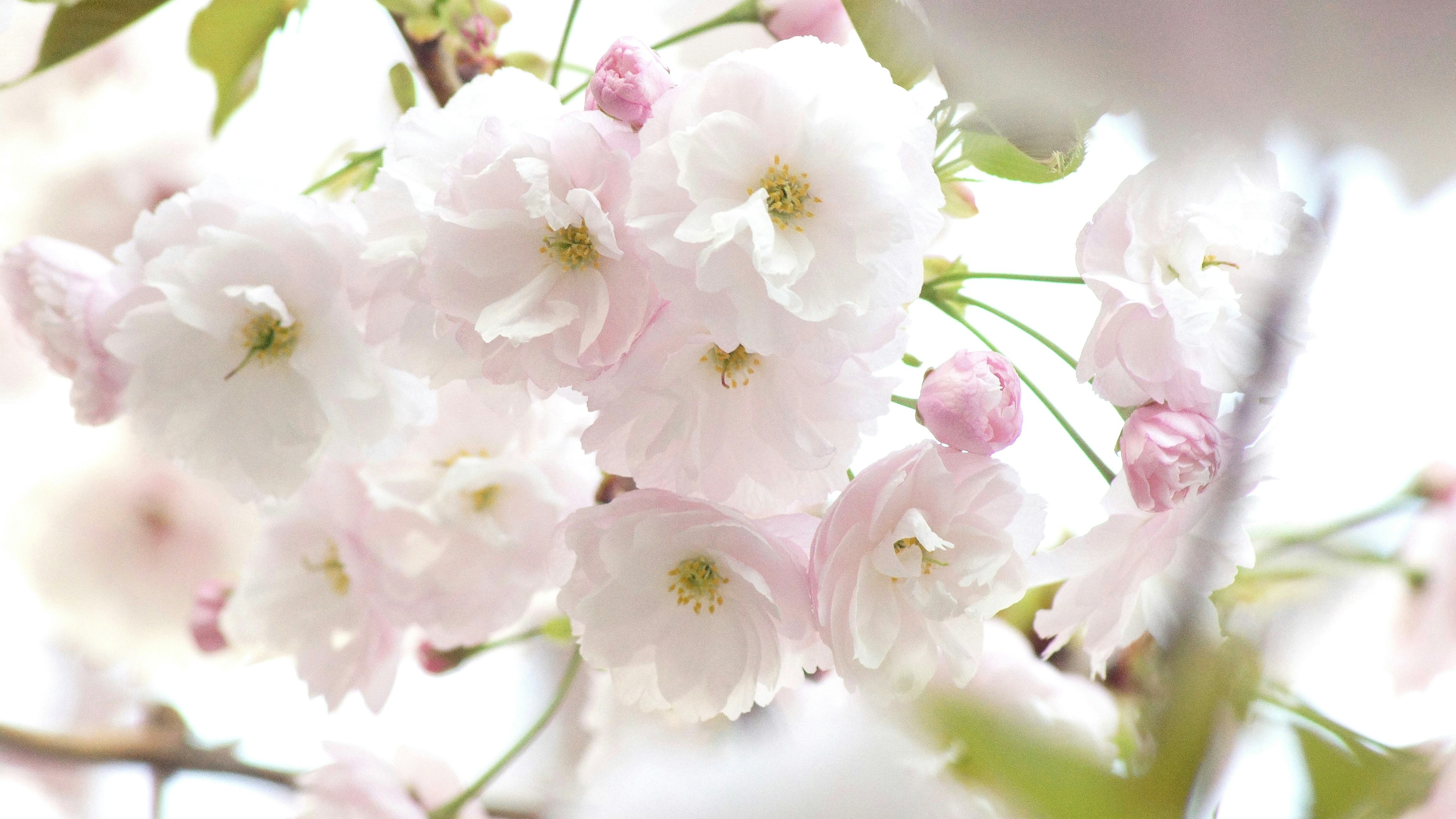 Delicadas flores de cerezo rosa en flor