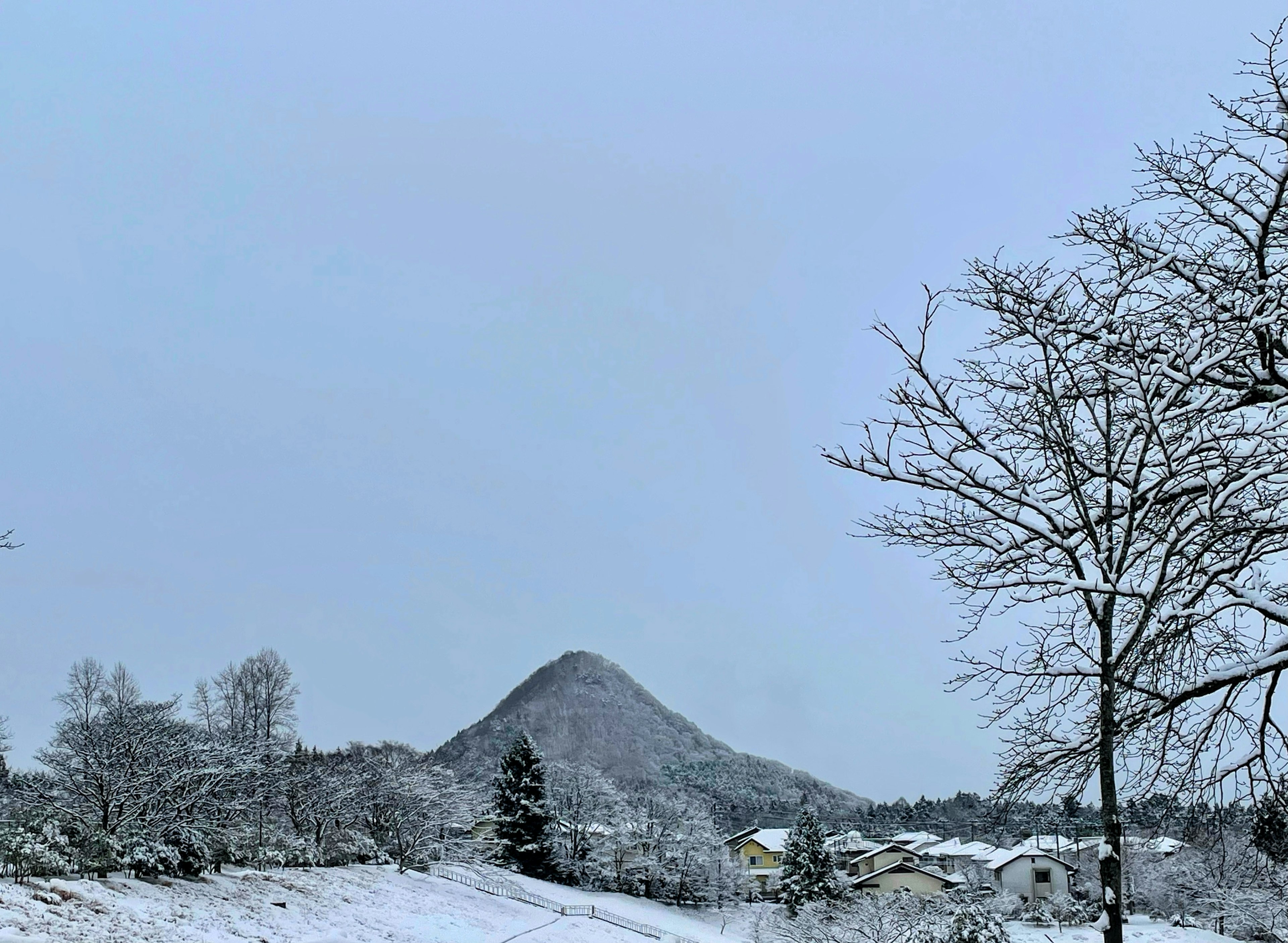 雪に覆われた山と木々の冬の風景