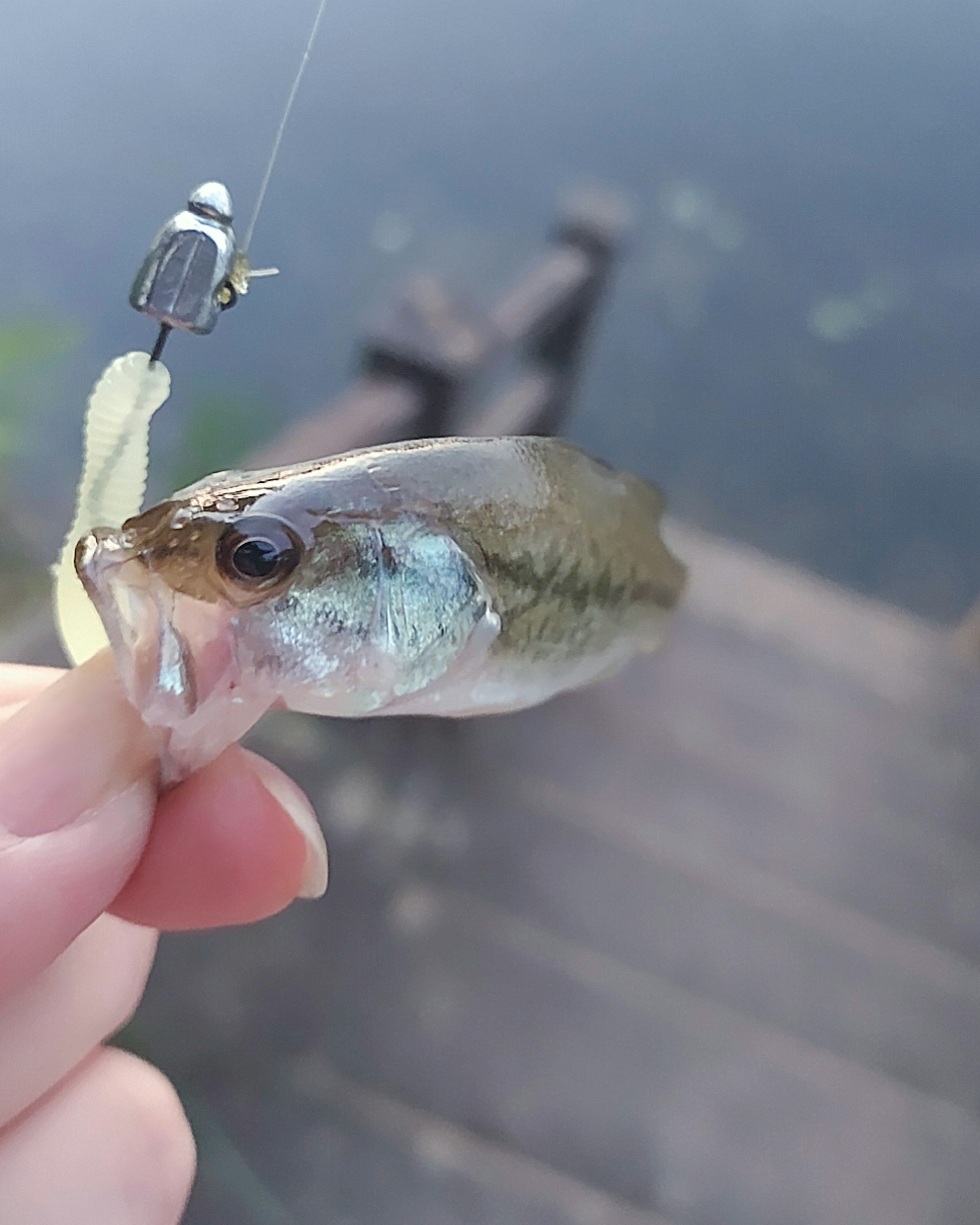 釣り上げられた小さな魚を持つ手と釣り針が見える