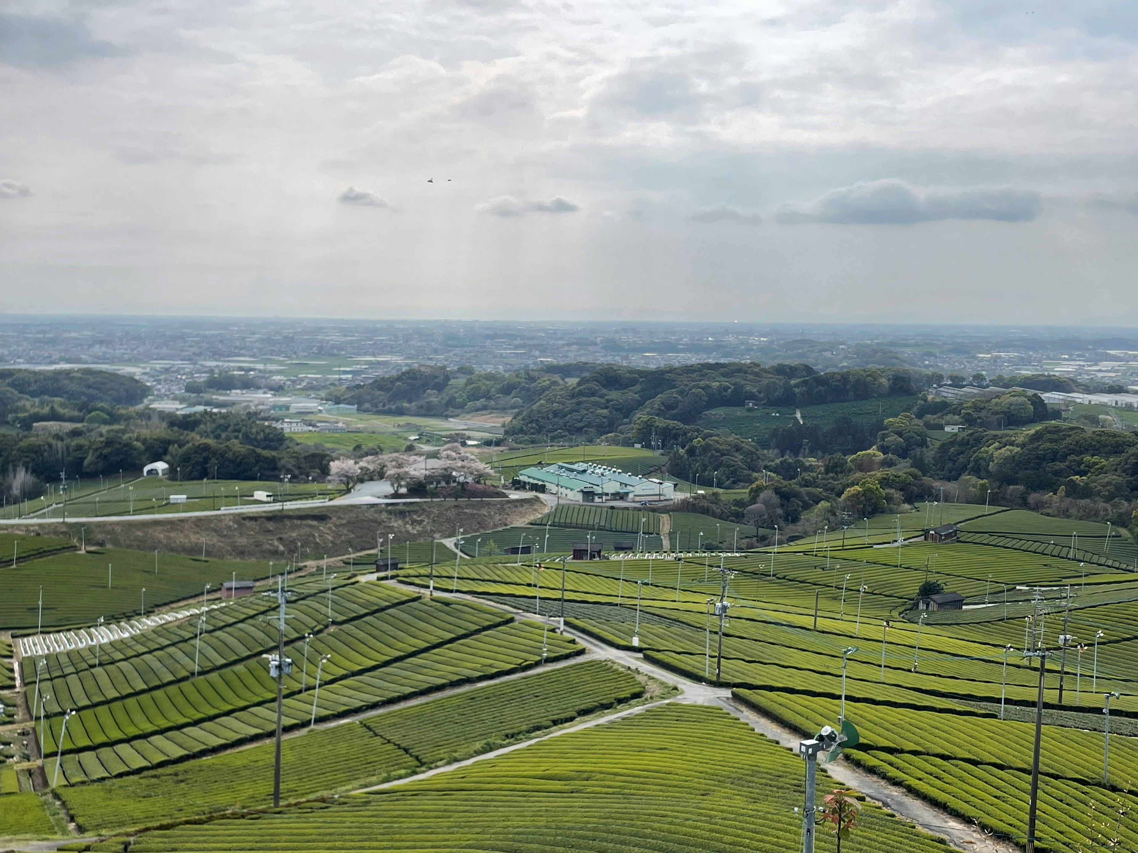 Pemandangan ladang teh hijau dan lanskap luas di bawah langit mendung