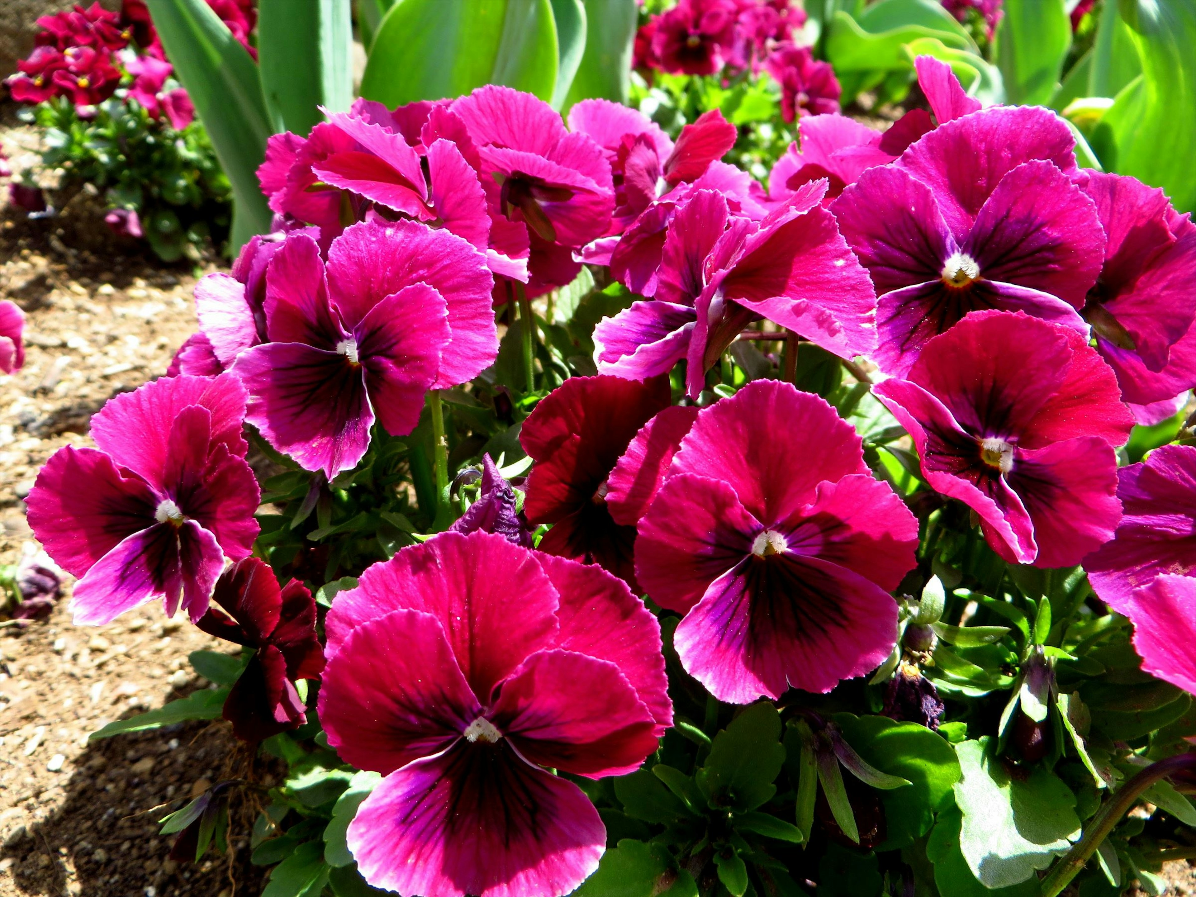 Fiori di violetta pansy vibranti che fioriscono in un giardino