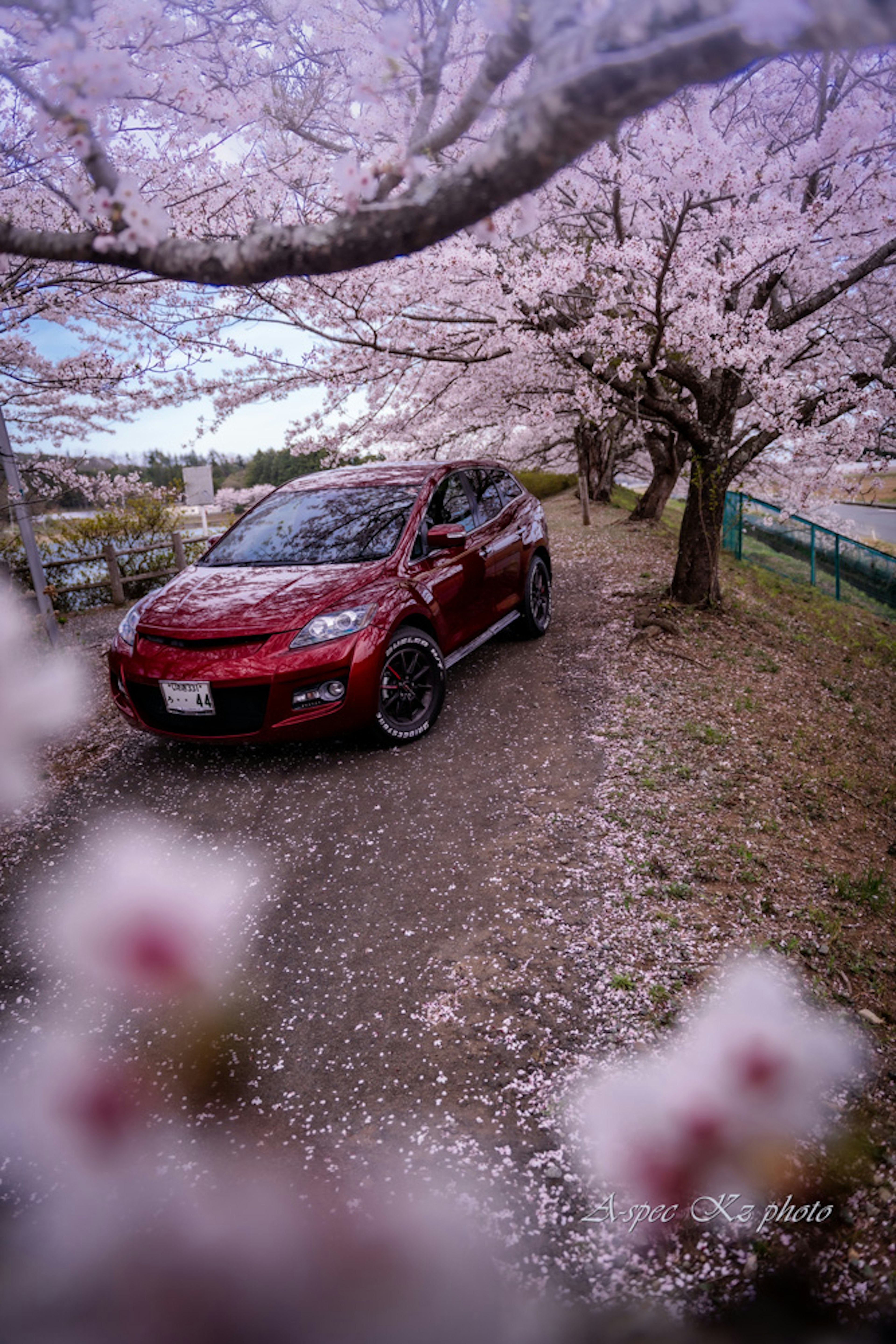 Red car parked under cherry blossom trees