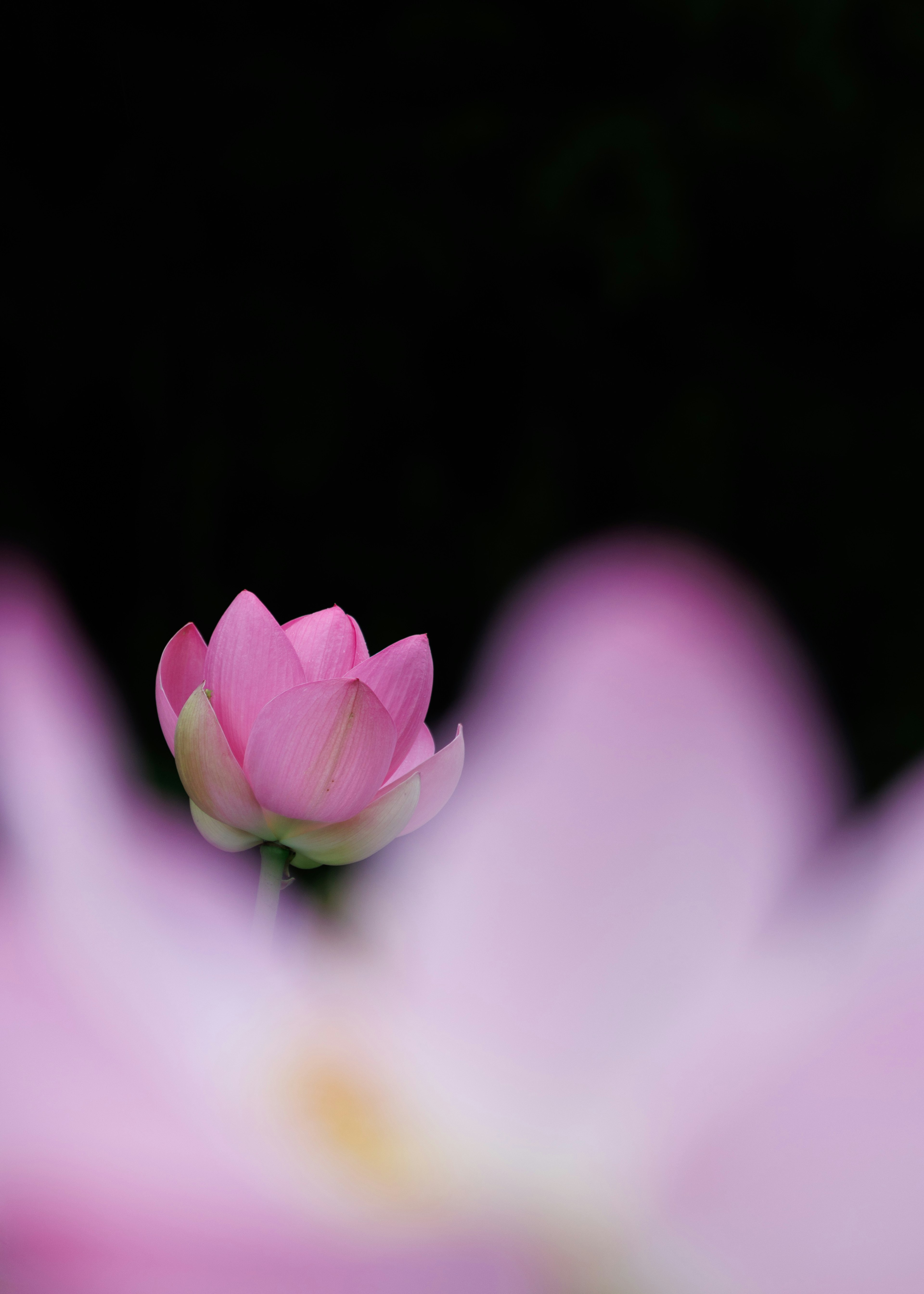 Un fiore di loto rosa delicatamente illuminato su uno sfondo scuro