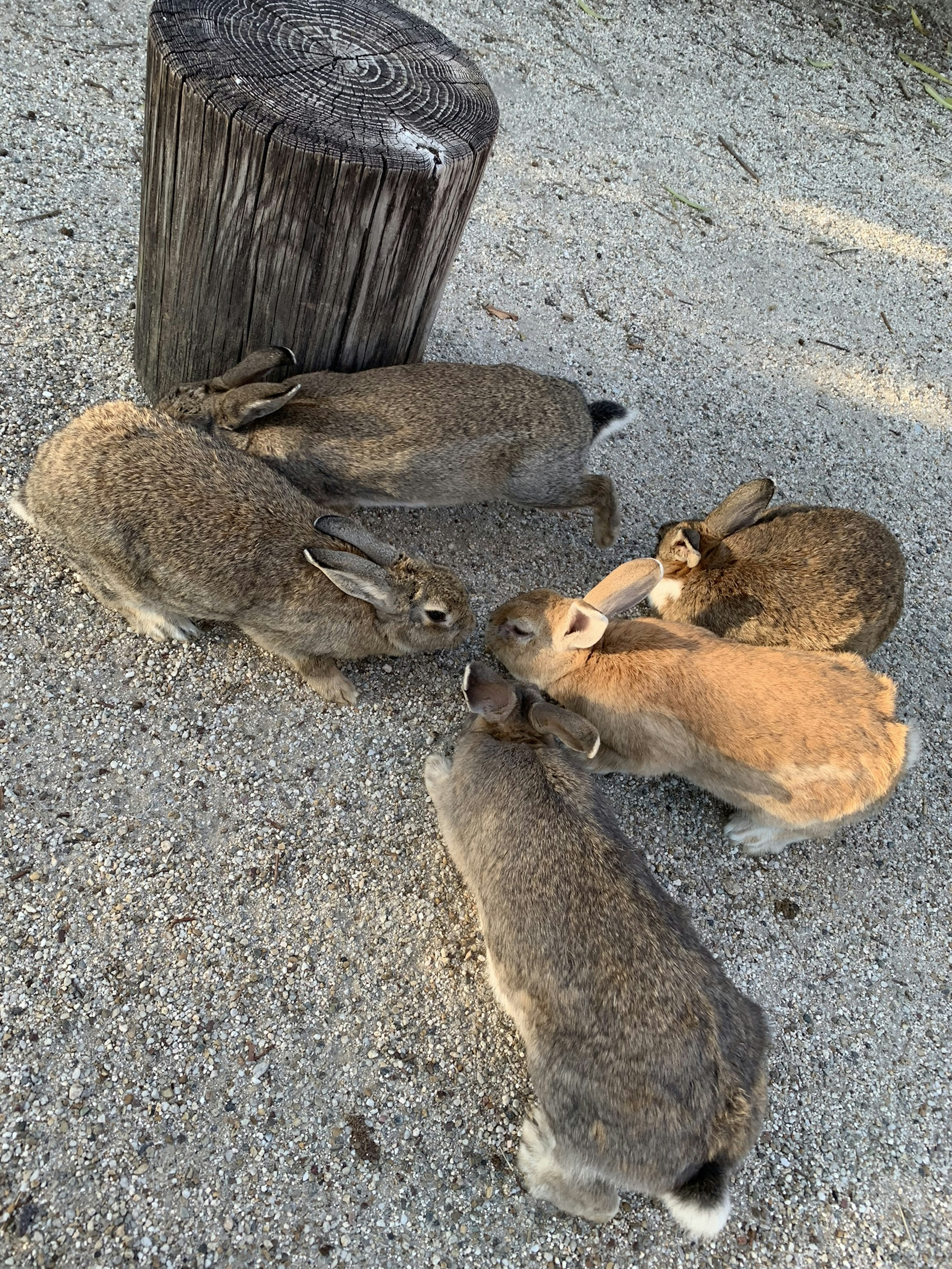 Group of rabbits gathered around a wooden stump