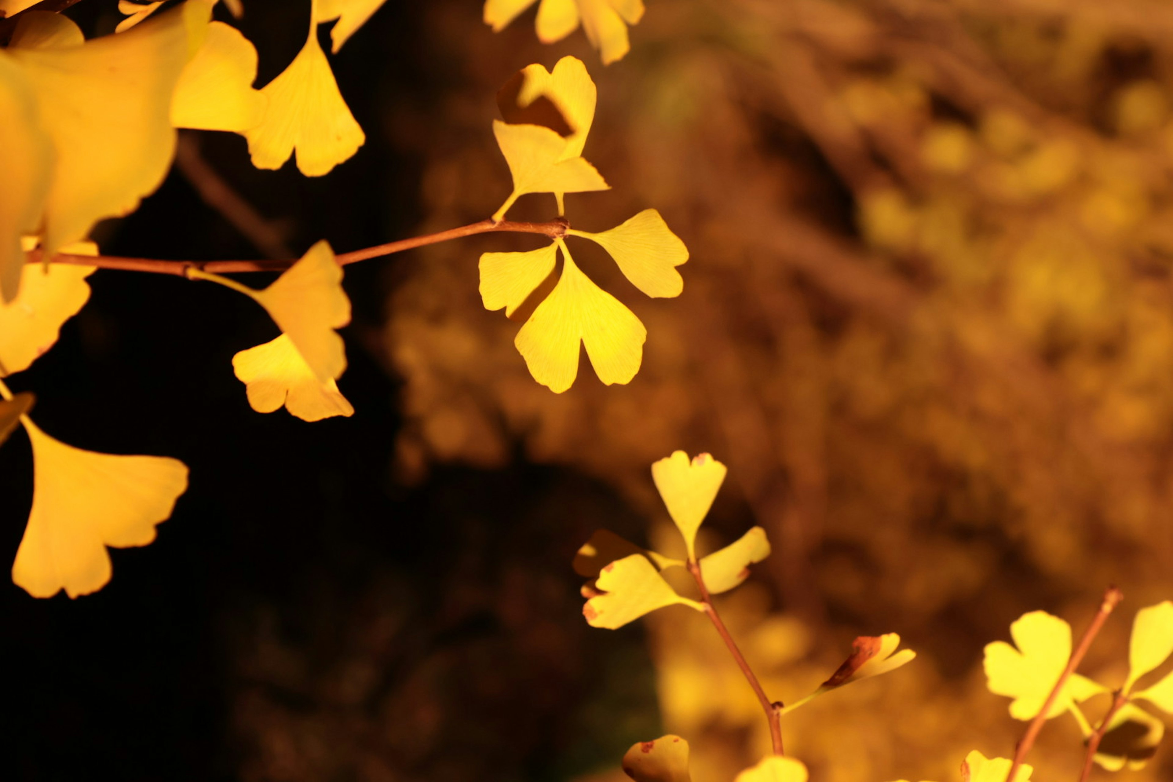 Bellissime foglie di ginkgo gialle risaltano su uno sfondo scuro