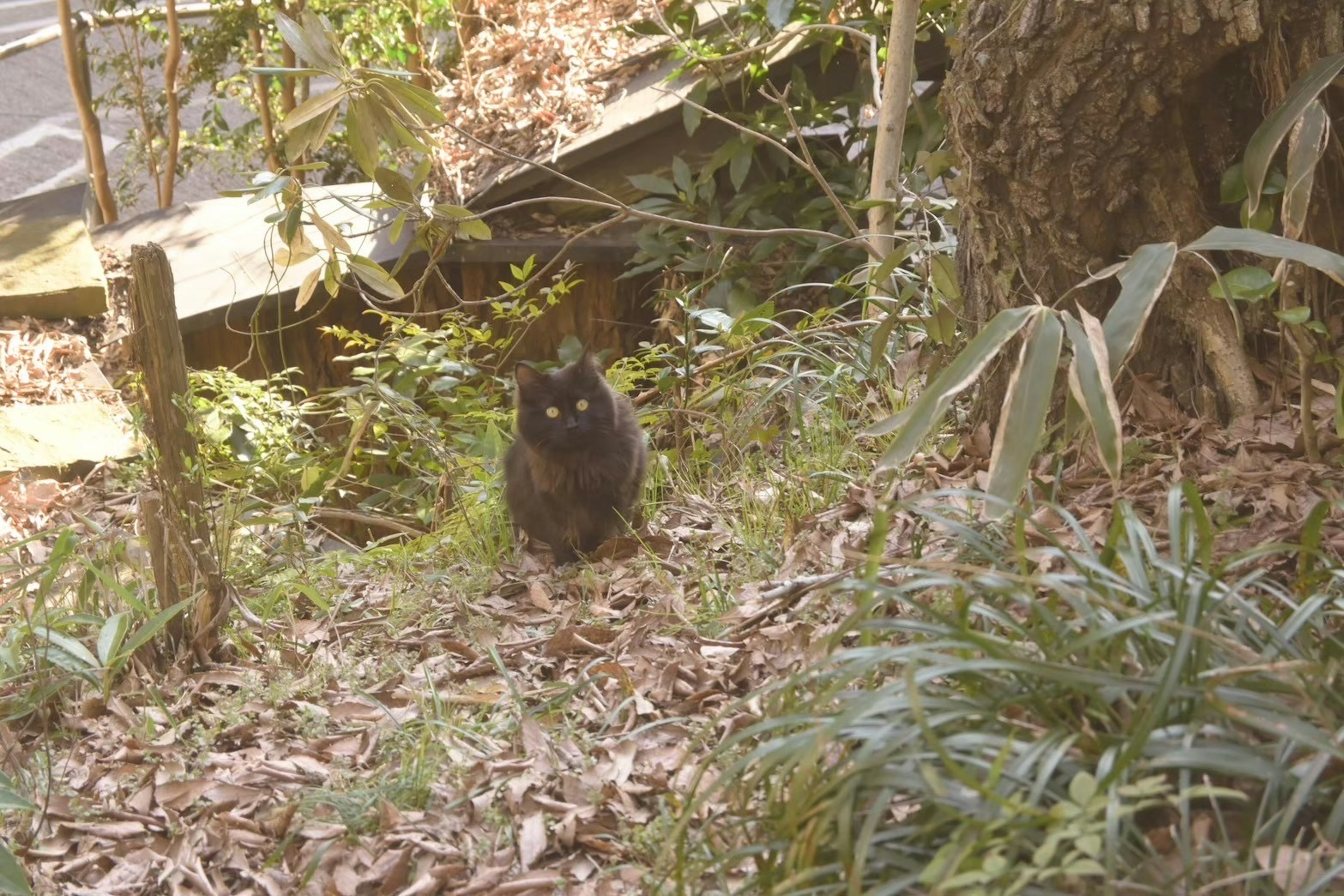 Eine schwarze Katze sitzt zwischen grünen Pflanzen in einer natürlichen Umgebung