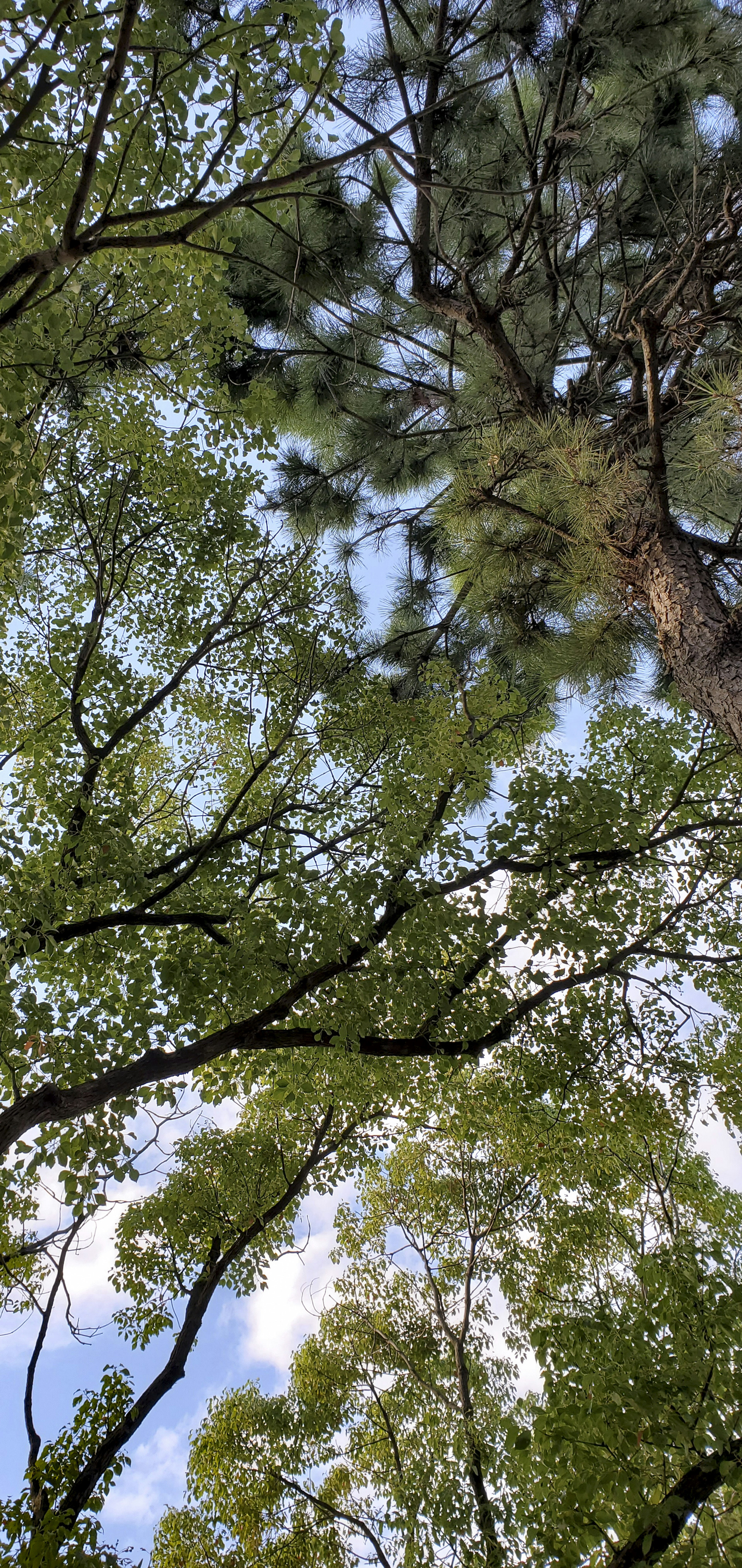 Trees with green leaves and branches against a blue sky