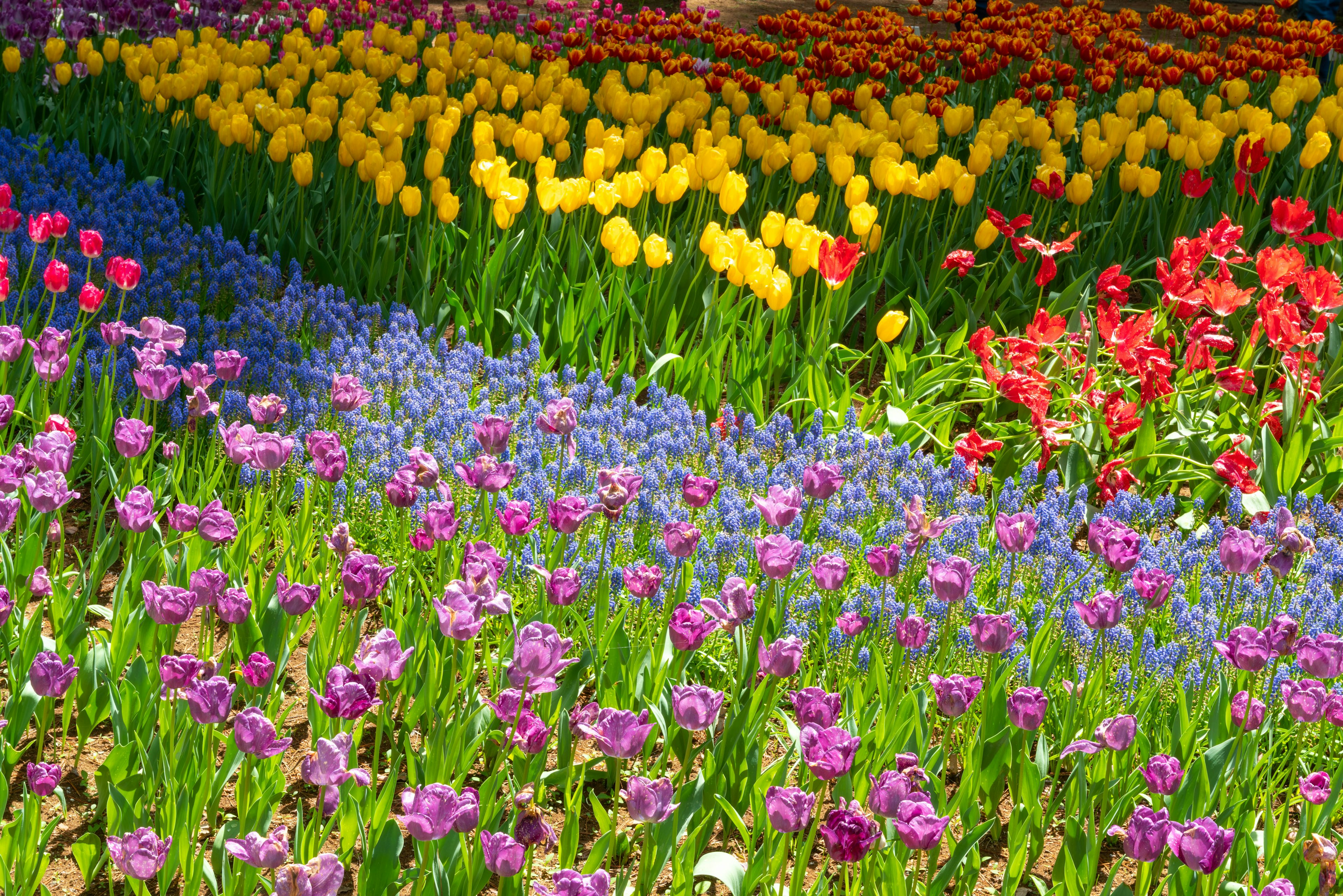 Tulip berwarna-warni dan bunga lainnya mekar di taman bunga yang indah