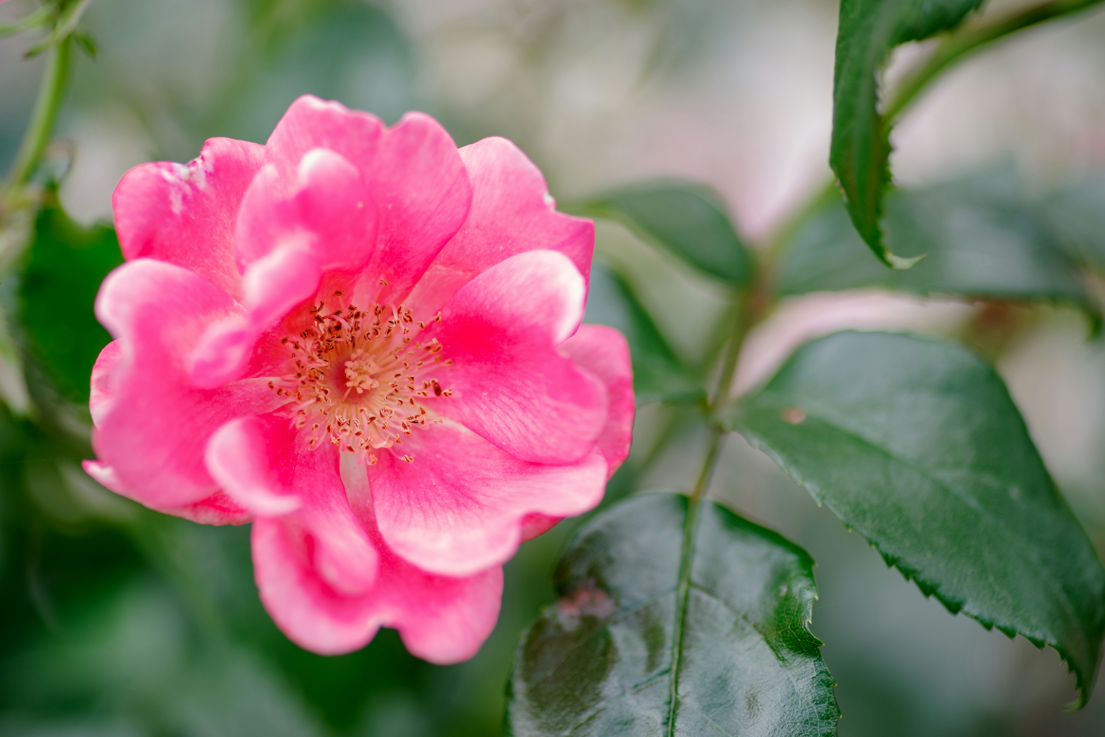 Bunga mawar pink cerah dengan daun hijau