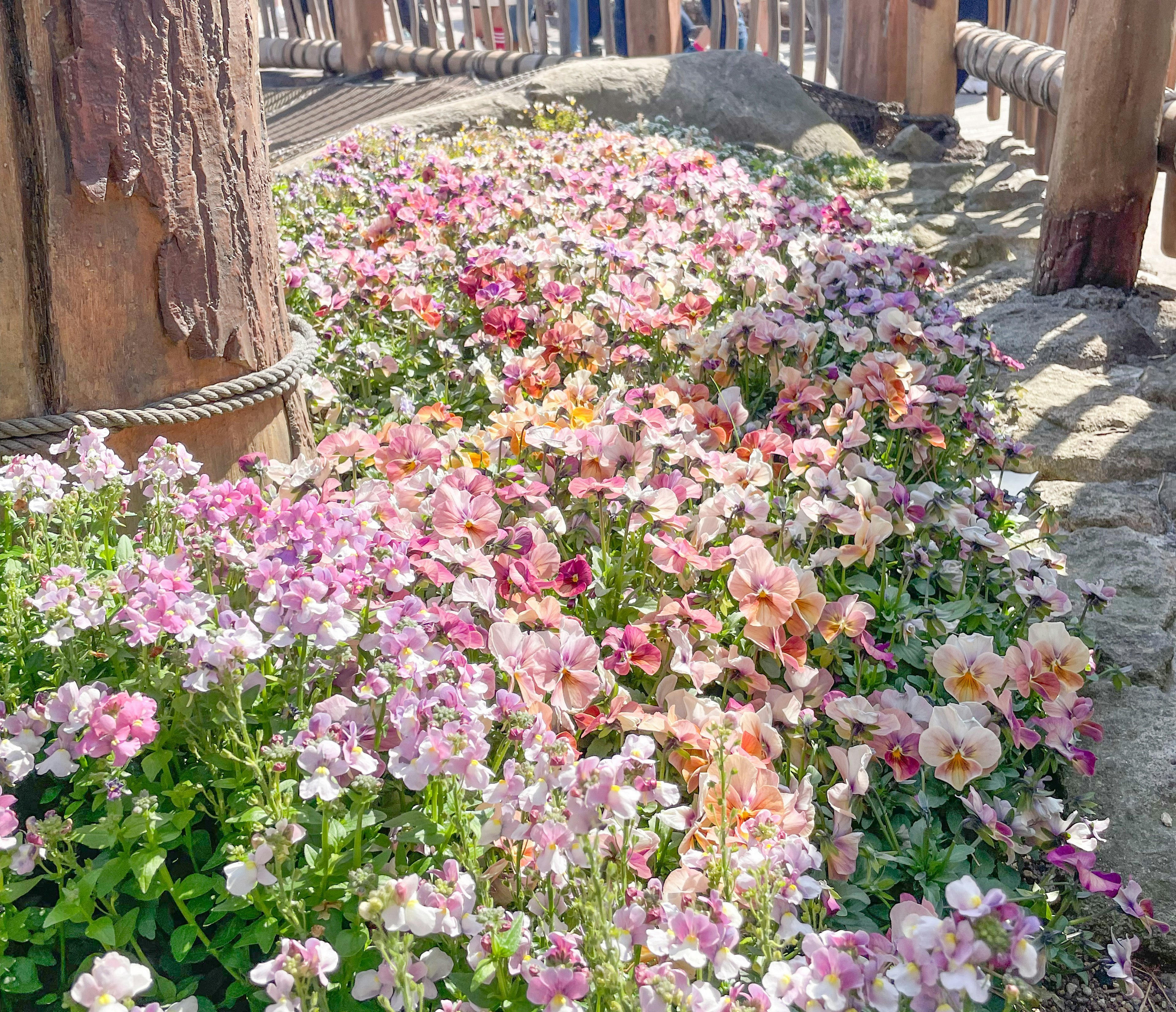 Massif de fleurs vibrantes avec des fleurs roses et blanches