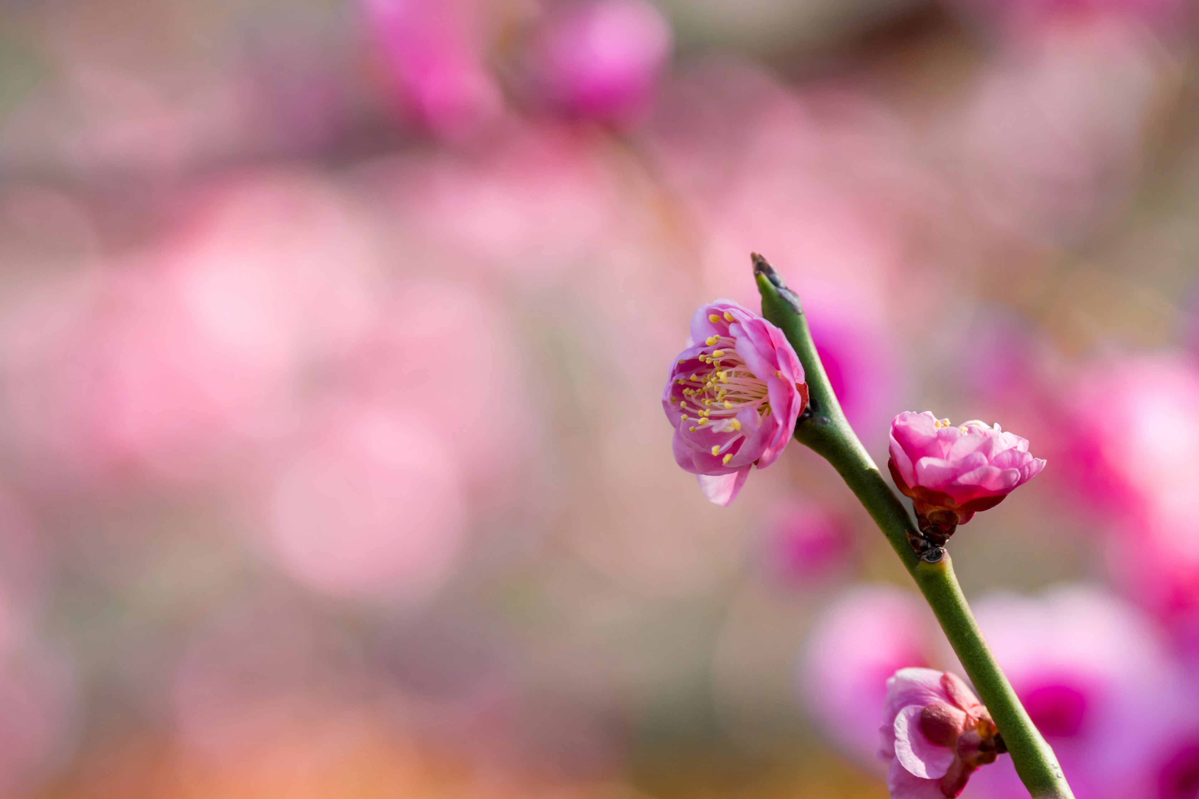 粉红色花朵的树枝特写 花瓣上有水滴