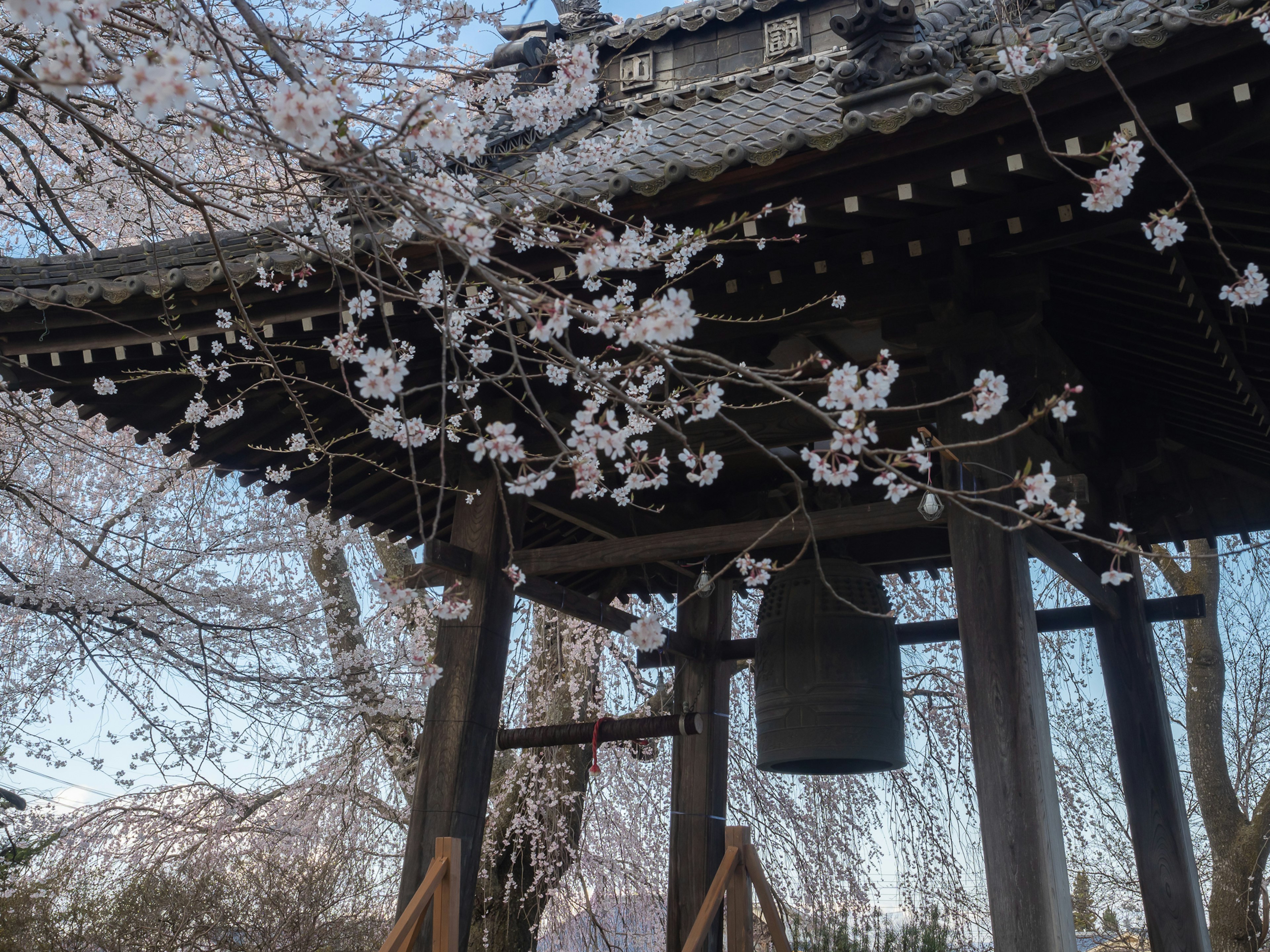 桜の花が咲く伝統的な日本の寺院の鐘楼