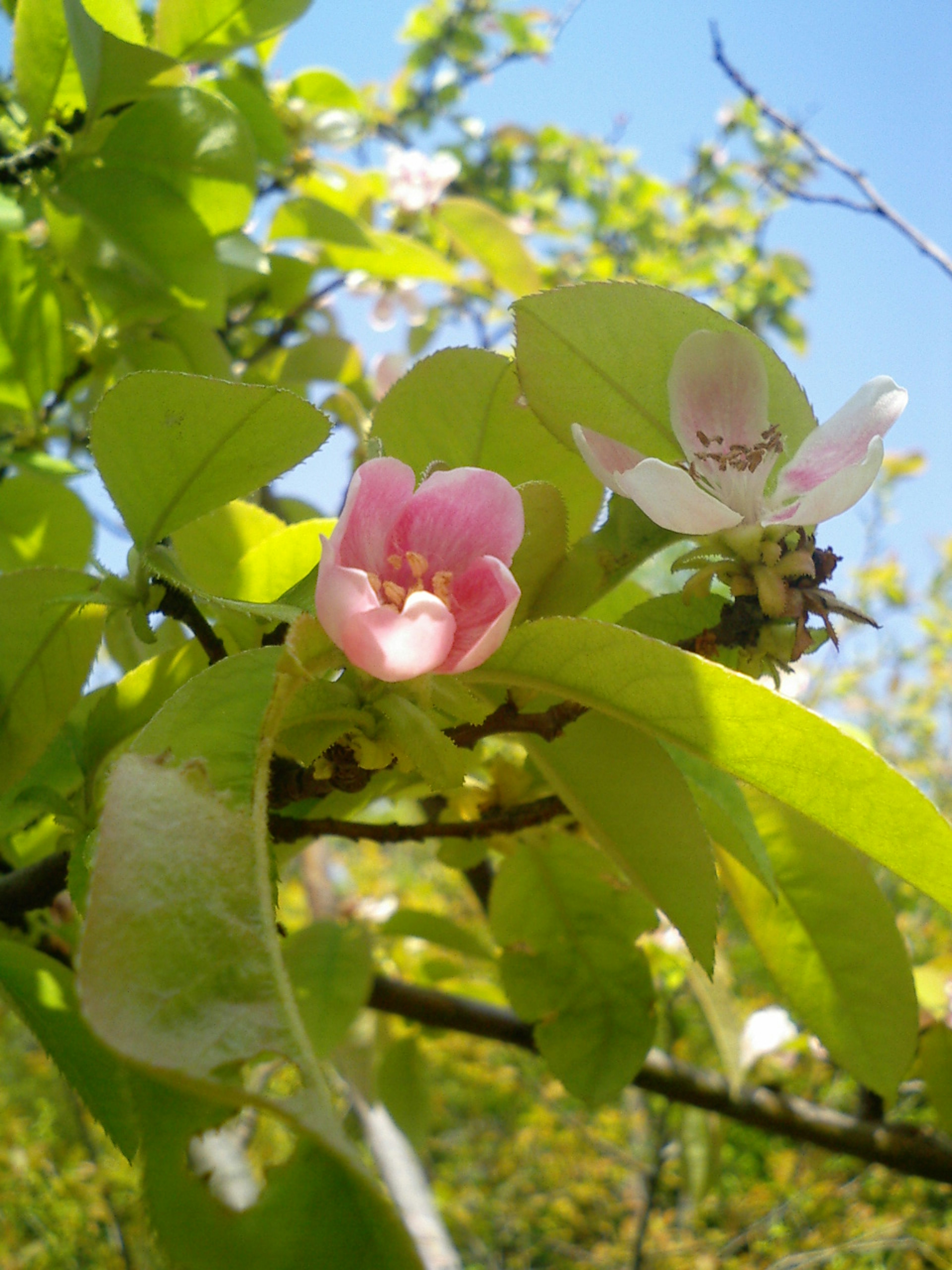 美しい花と緑の葉がある木の枝