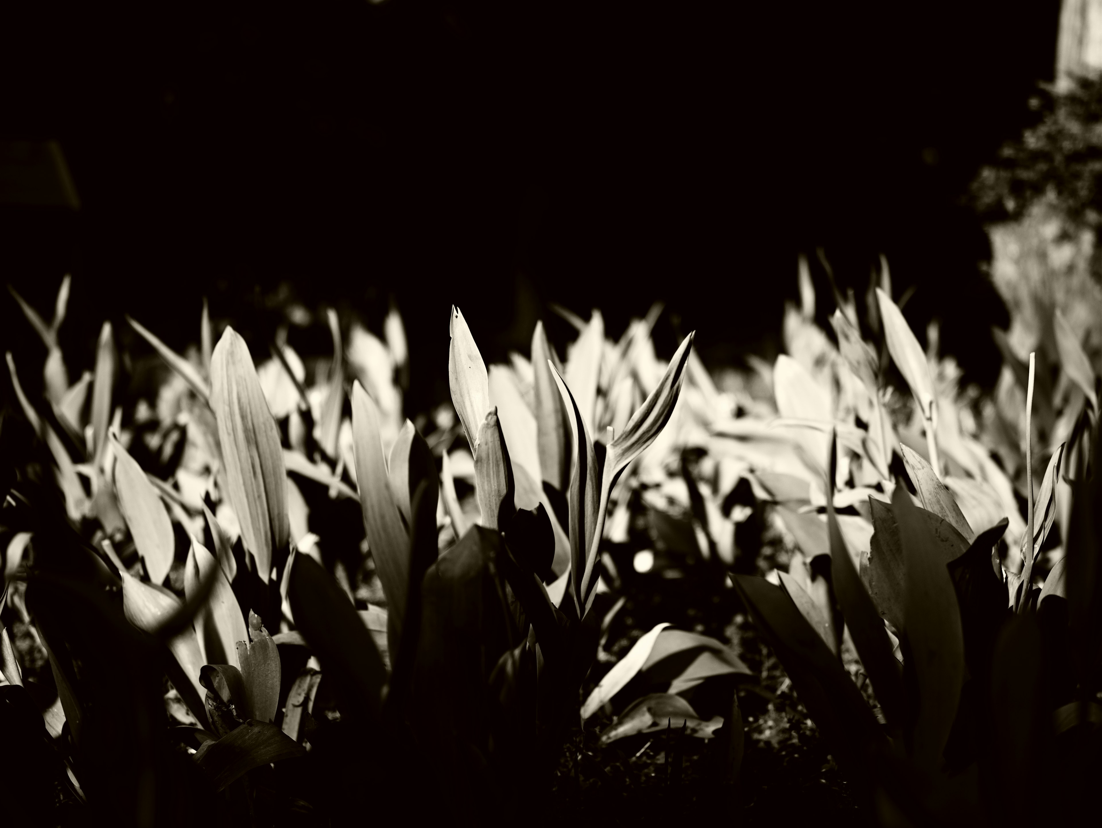 Cluster of leaves illuminated against a dark background