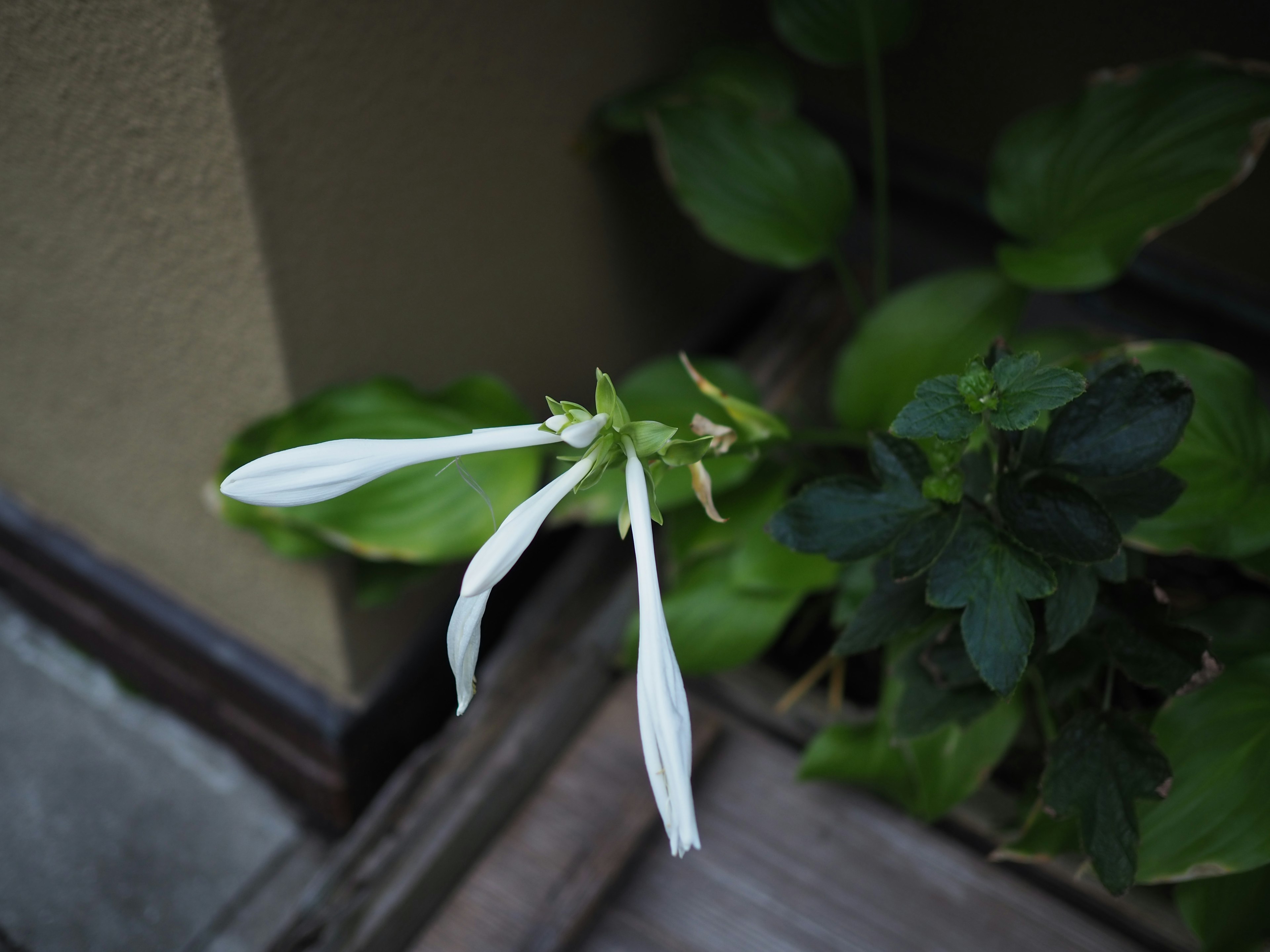 Close-up of a plant with white flowers surrounded by green leaves