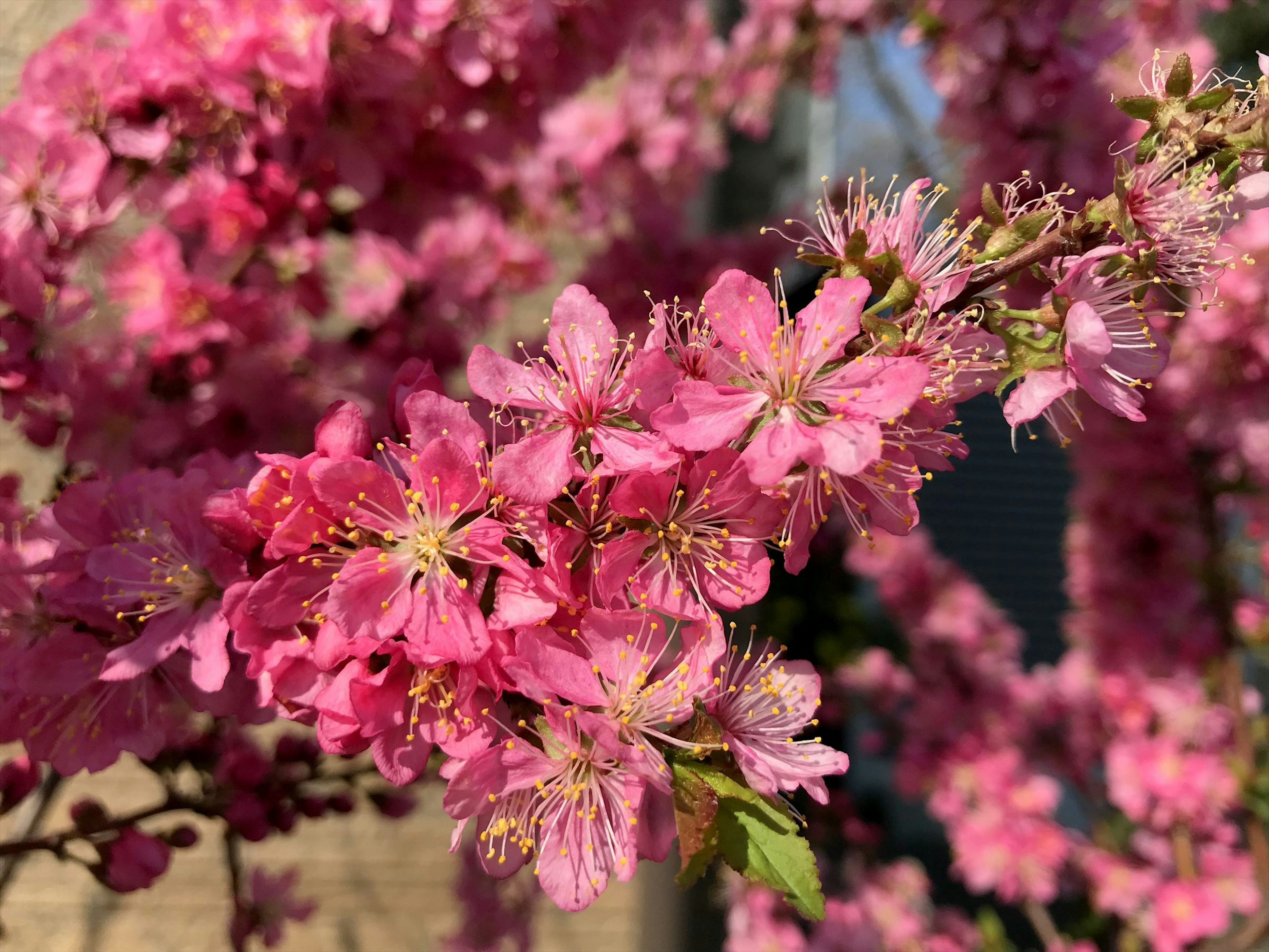 美しいピンクの花が咲いている枝のクローズアップ