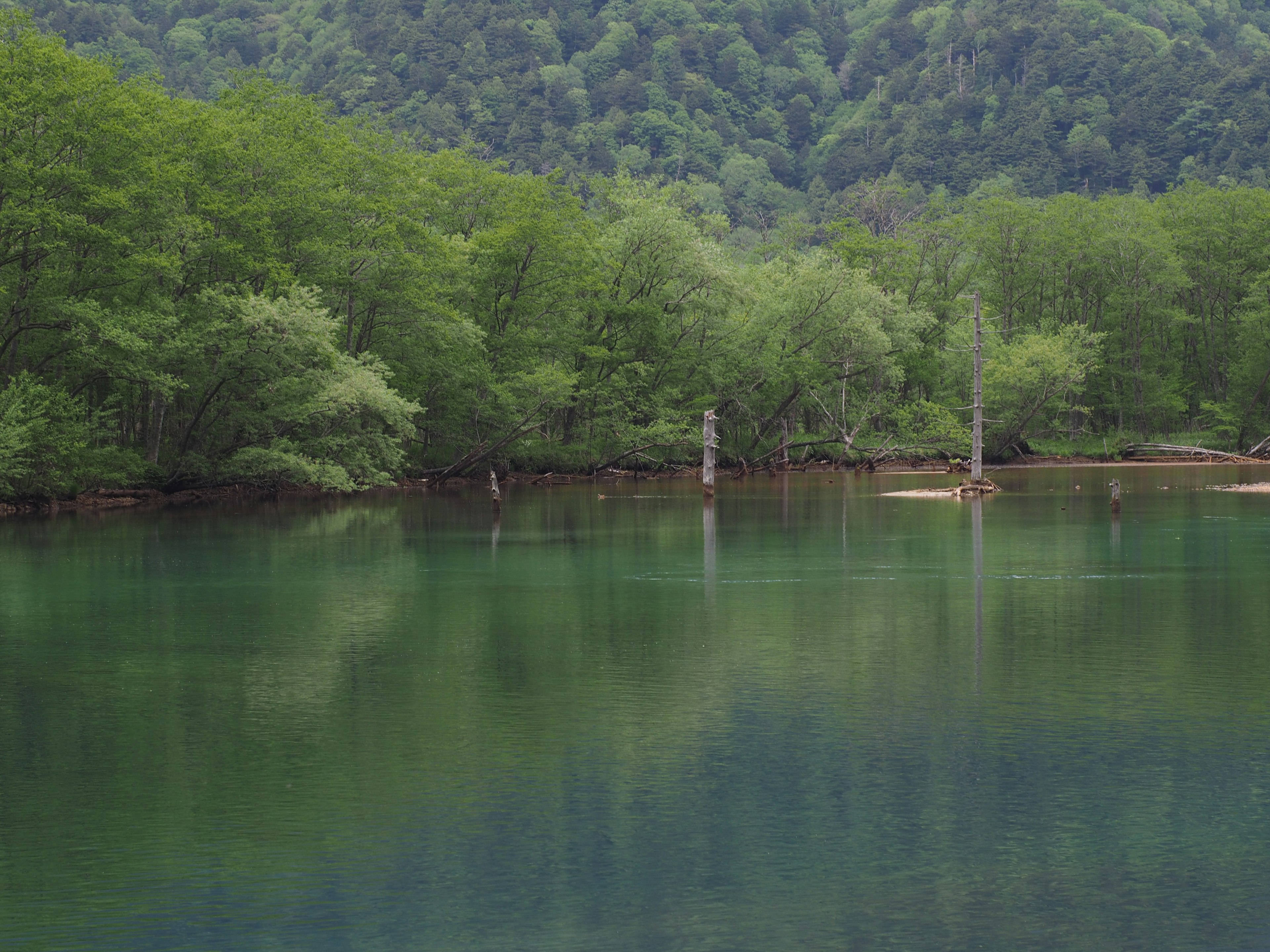 Lago sereno rodeado de árboles verdes y montañas