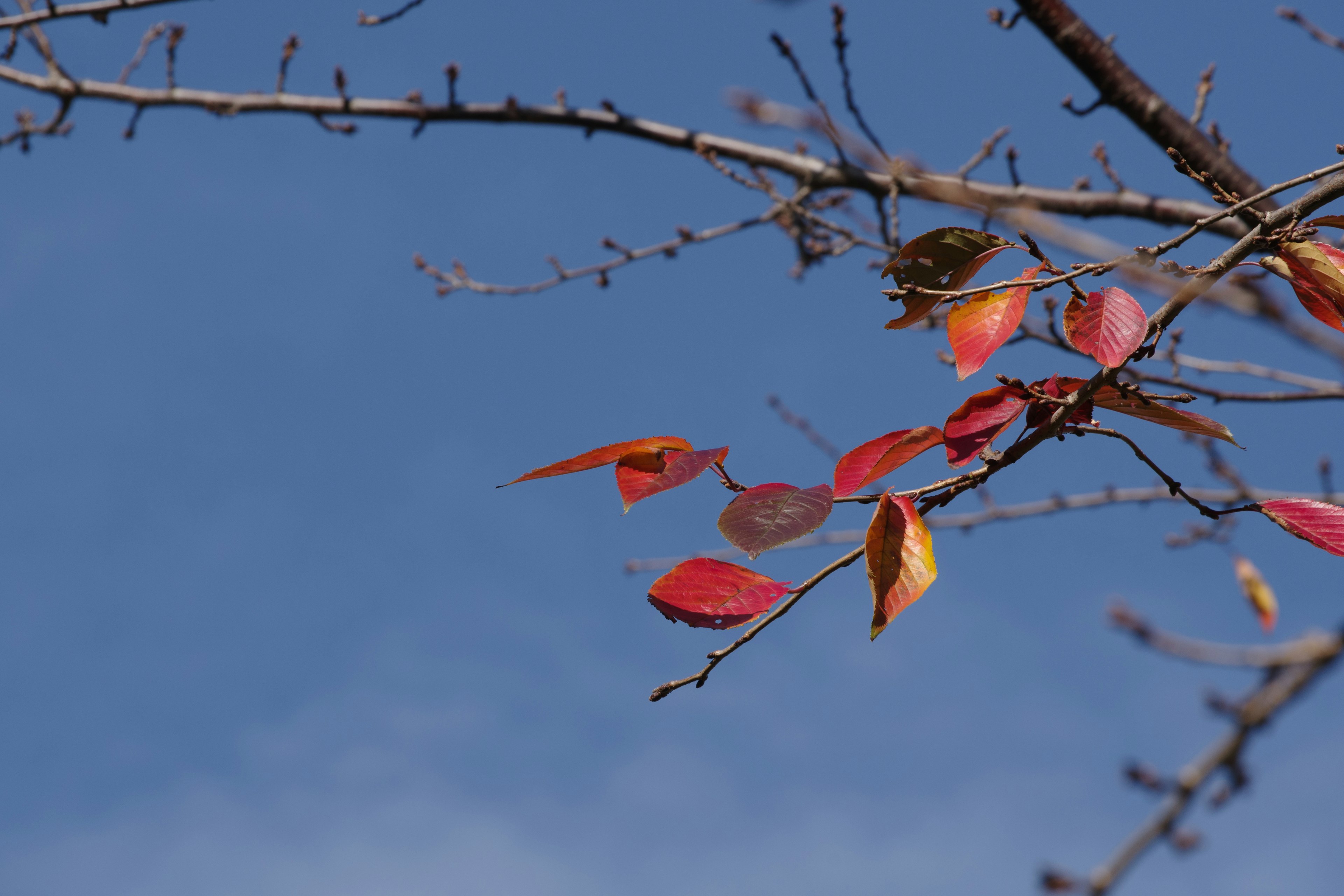 Baumzweig mit Herbstblättern vor blauem Himmel