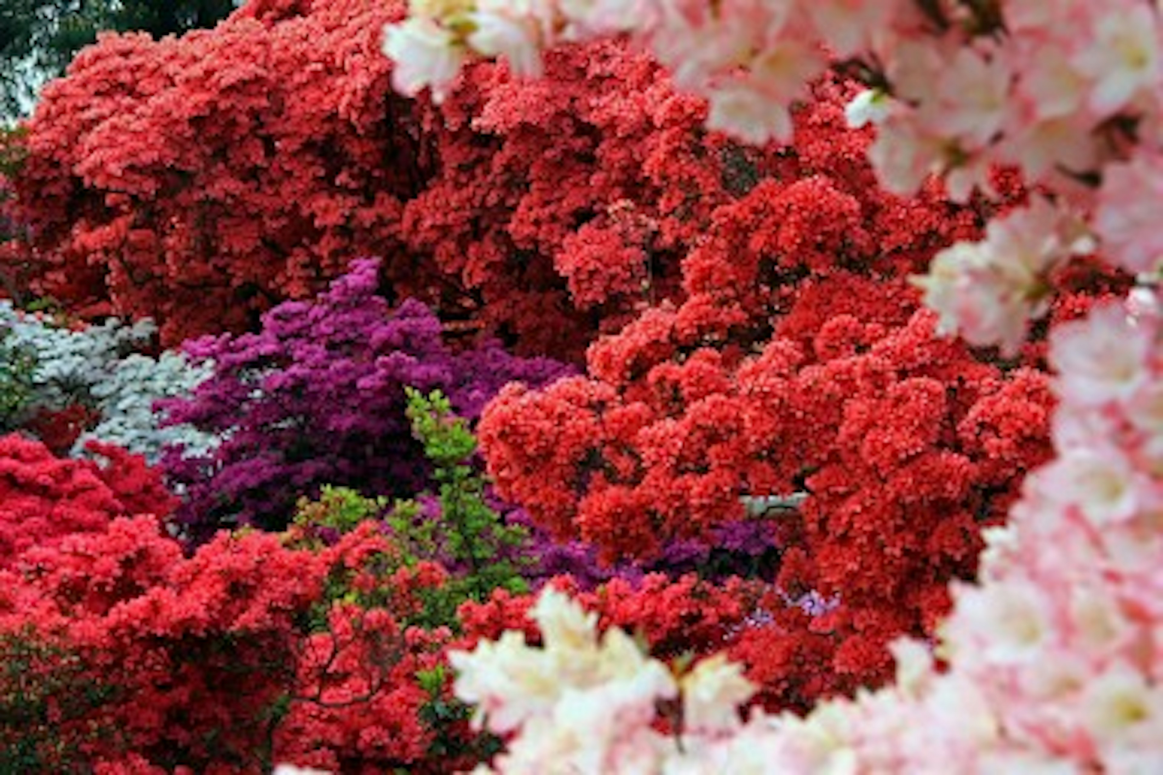 Paisaje vibrante de flores en flor con ricos rojos y morados