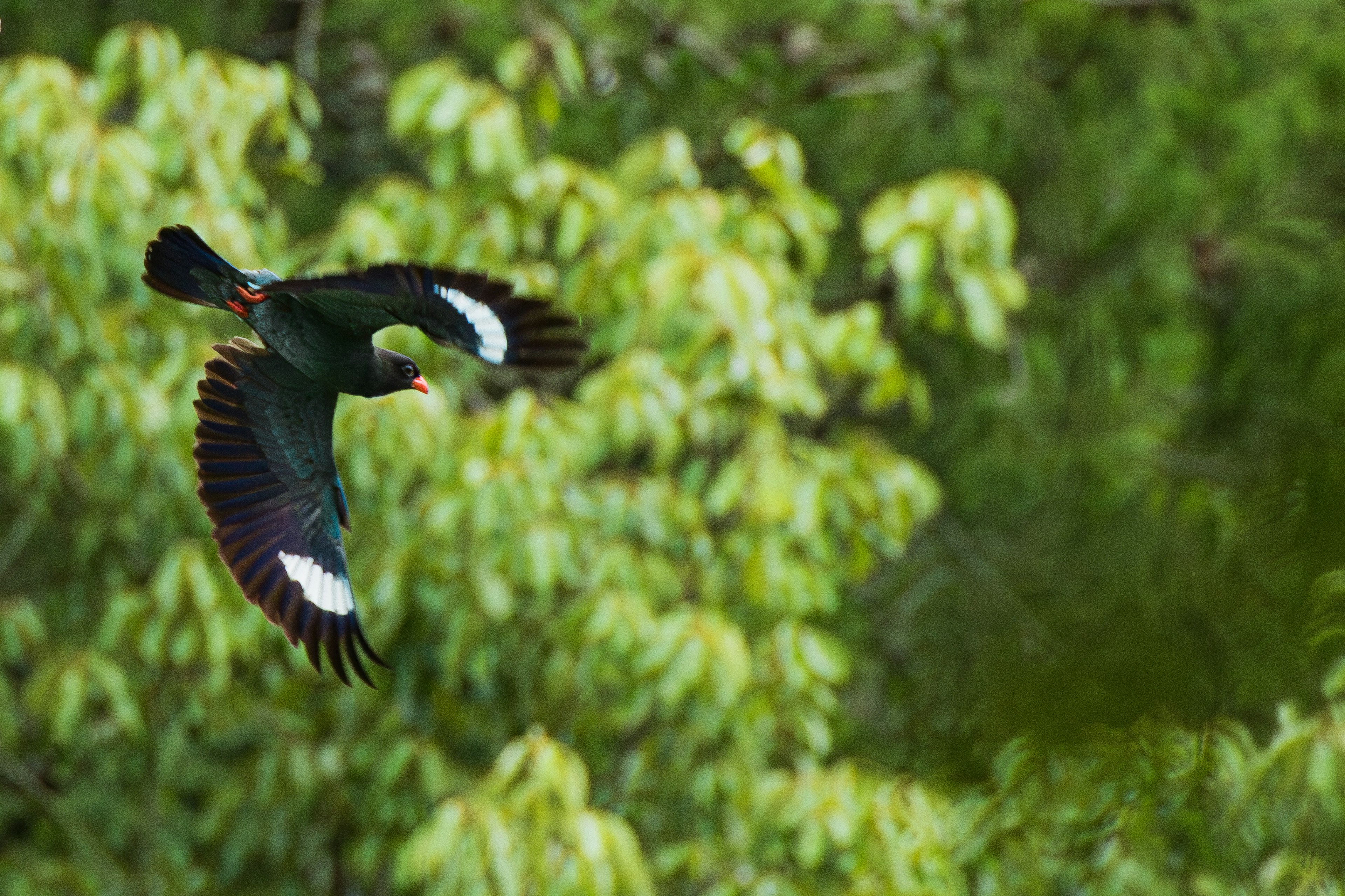 Burung terbang dengan sayap hitam dan putih di latar belakang hijau