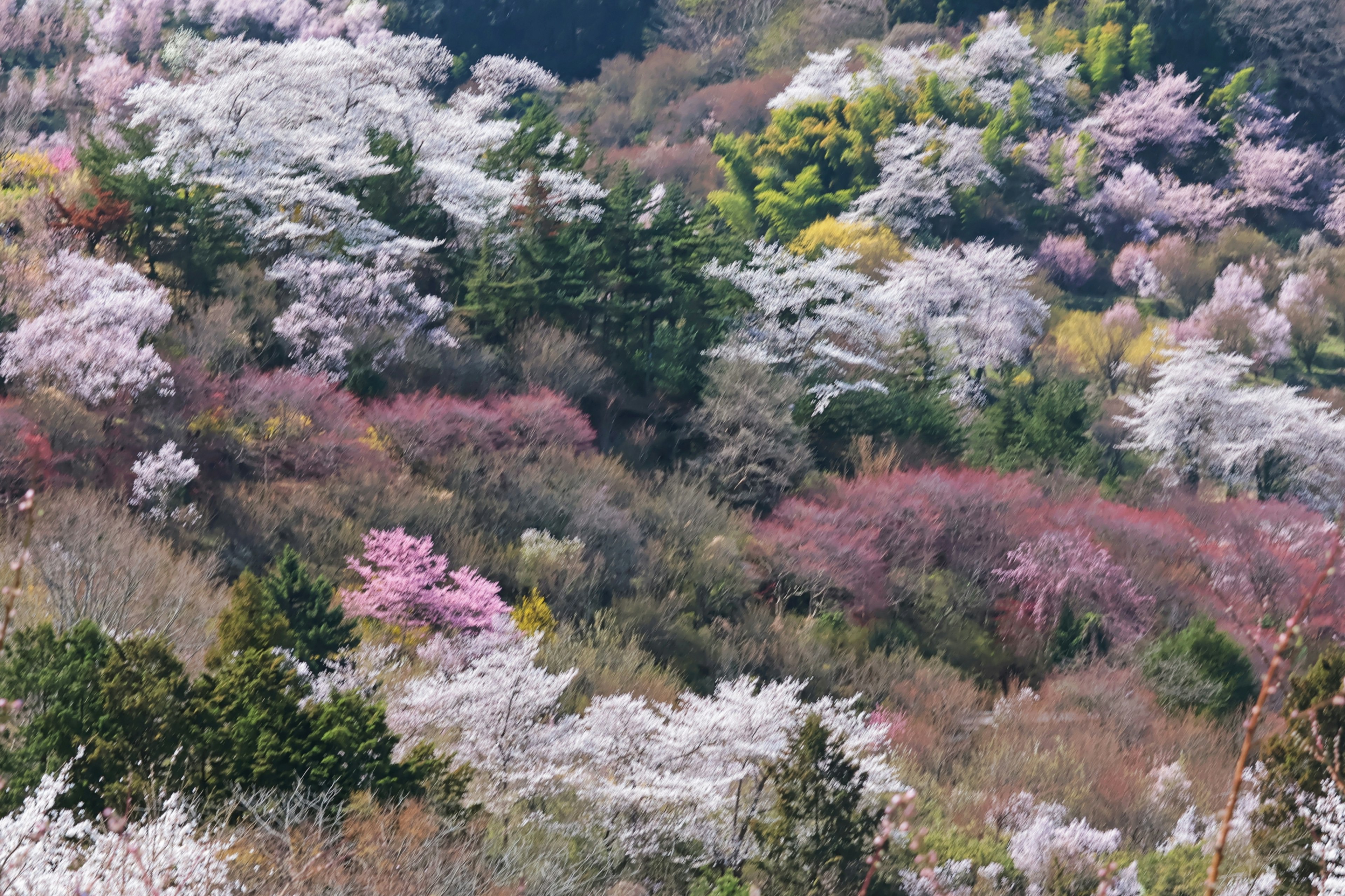 산악 지역의 벚꽃이 만개한 경치