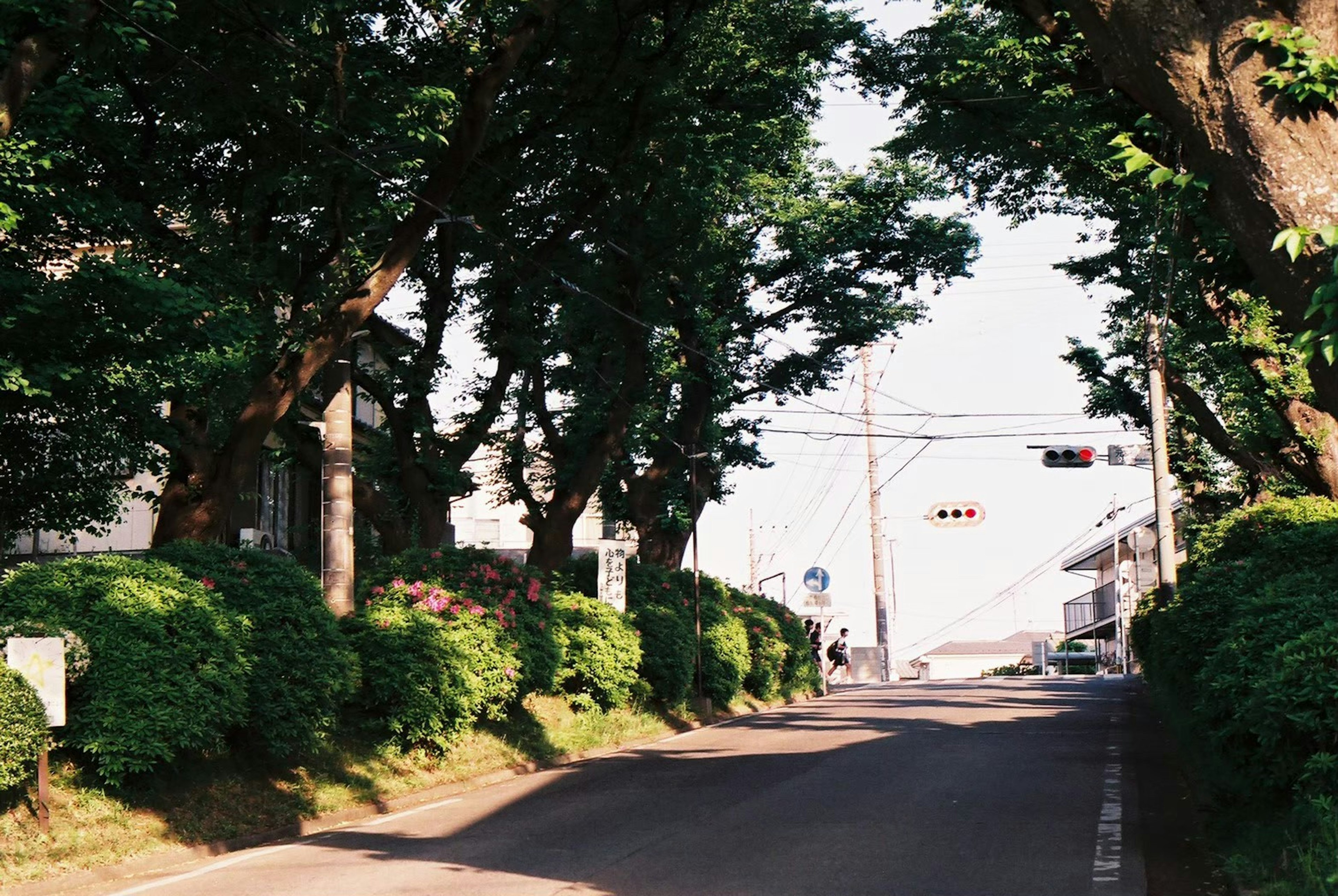 Quiet street scene surrounded by lush green trees