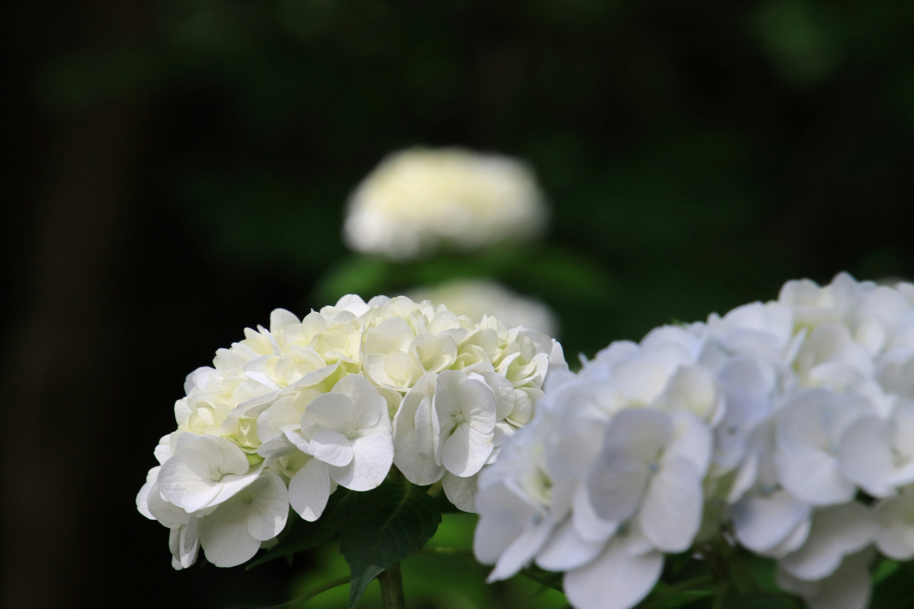 Close-up of white flowers against a green background