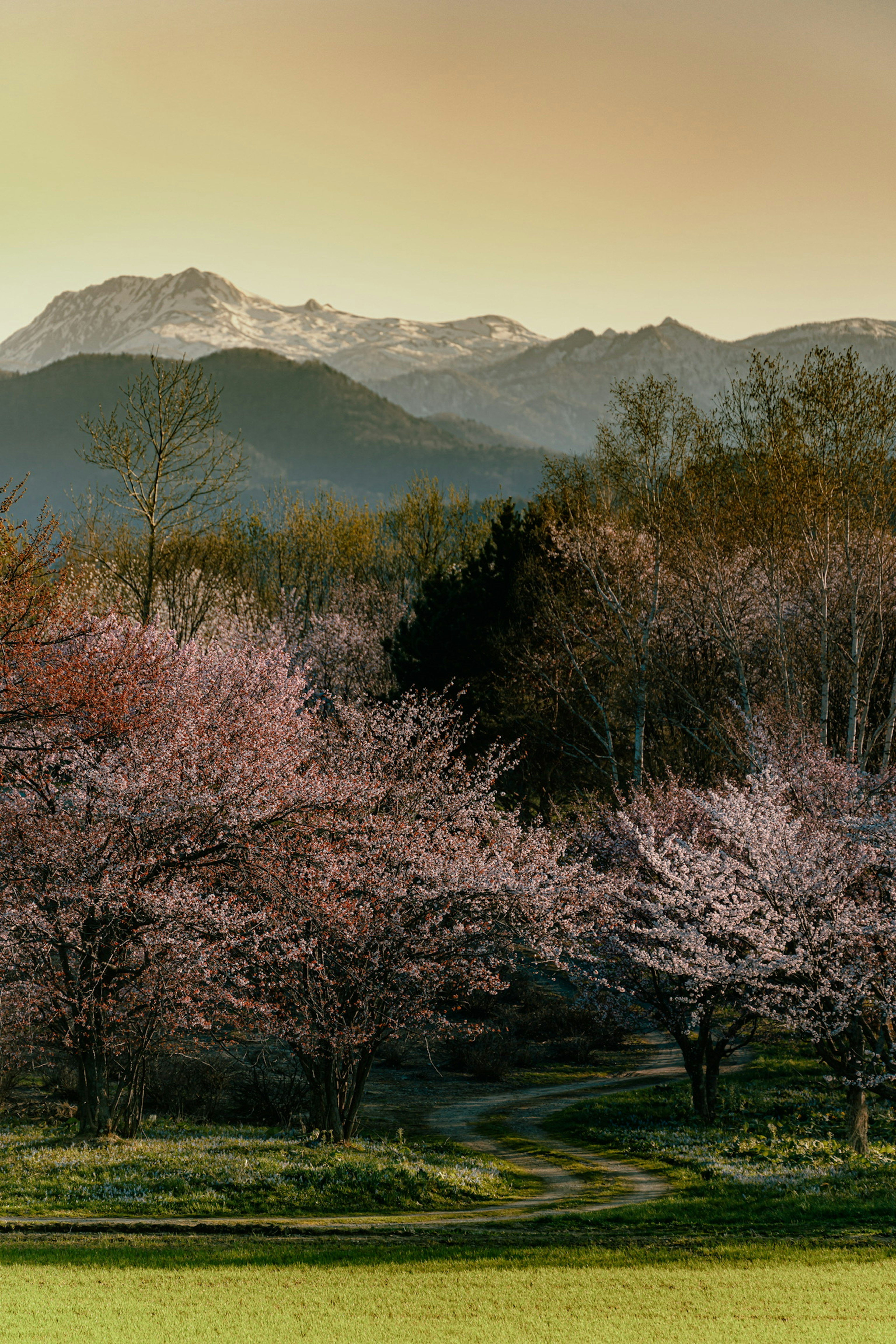 櫻花樹和雪山的景觀