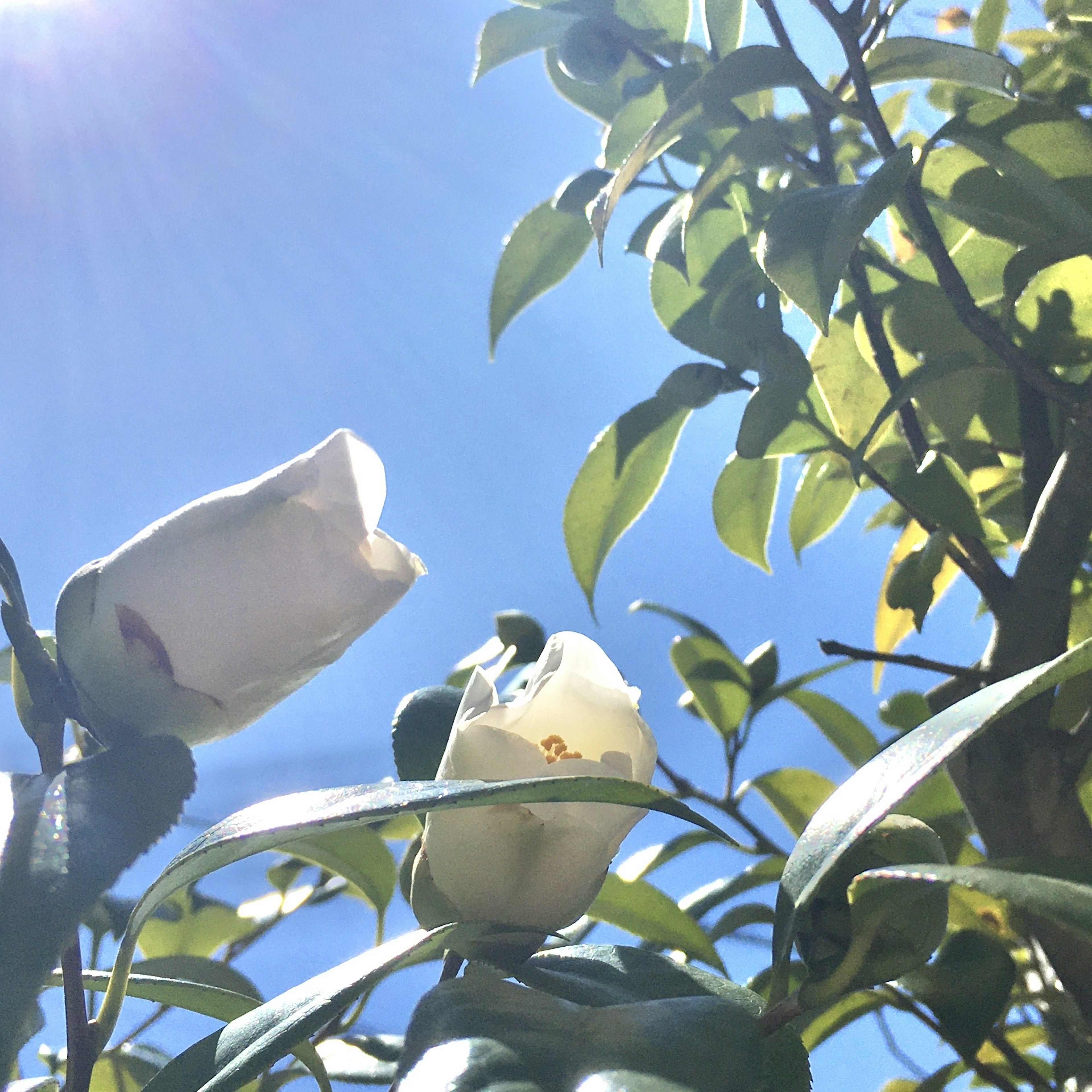 Gros plan sur des fleurs blanches et des feuilles vertes sous un ciel bleu