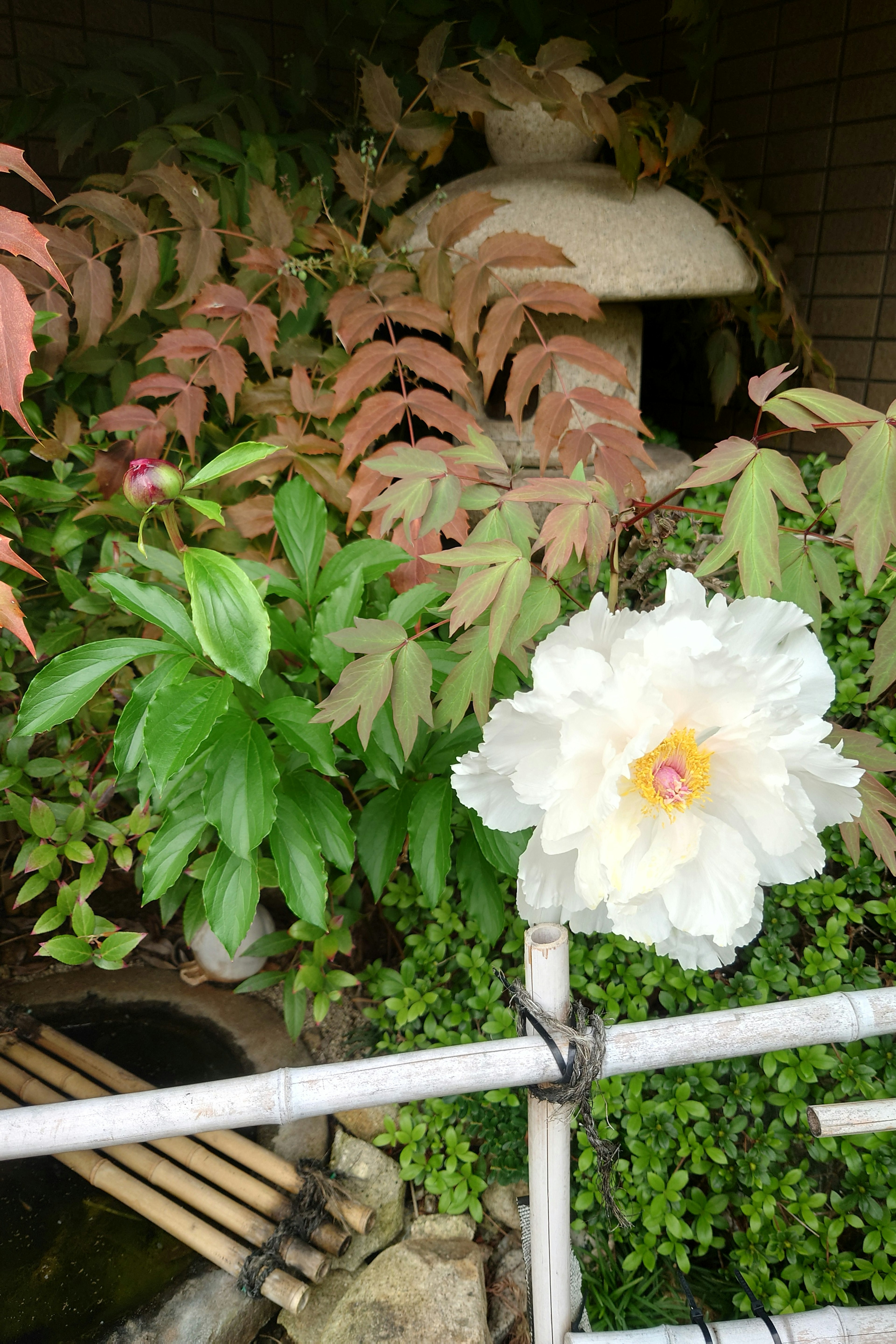 A garden scene featuring a white flower and lush green leaves