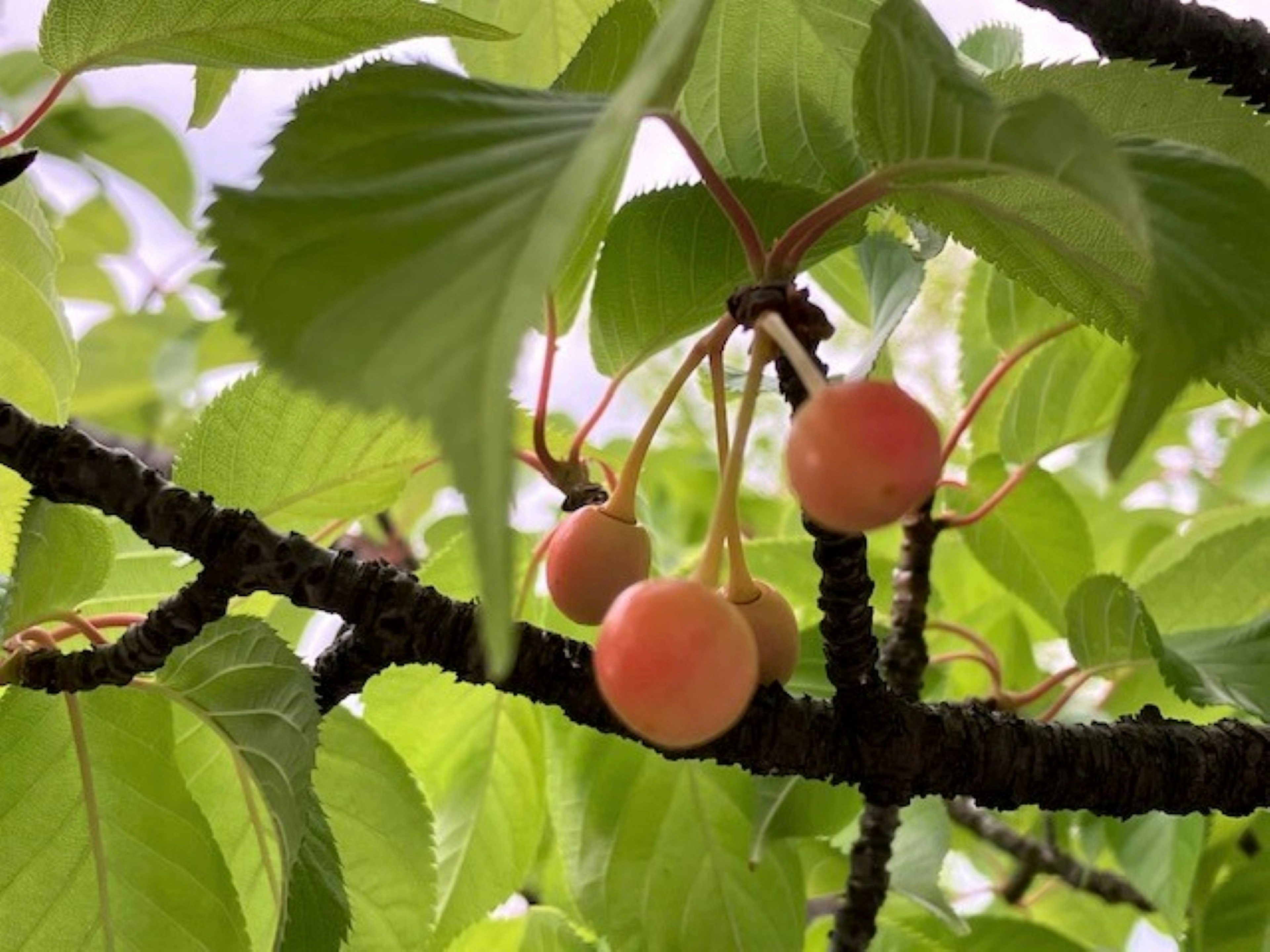 Äste mit rosa Früchten, die zwischen grünen Blättern hängen