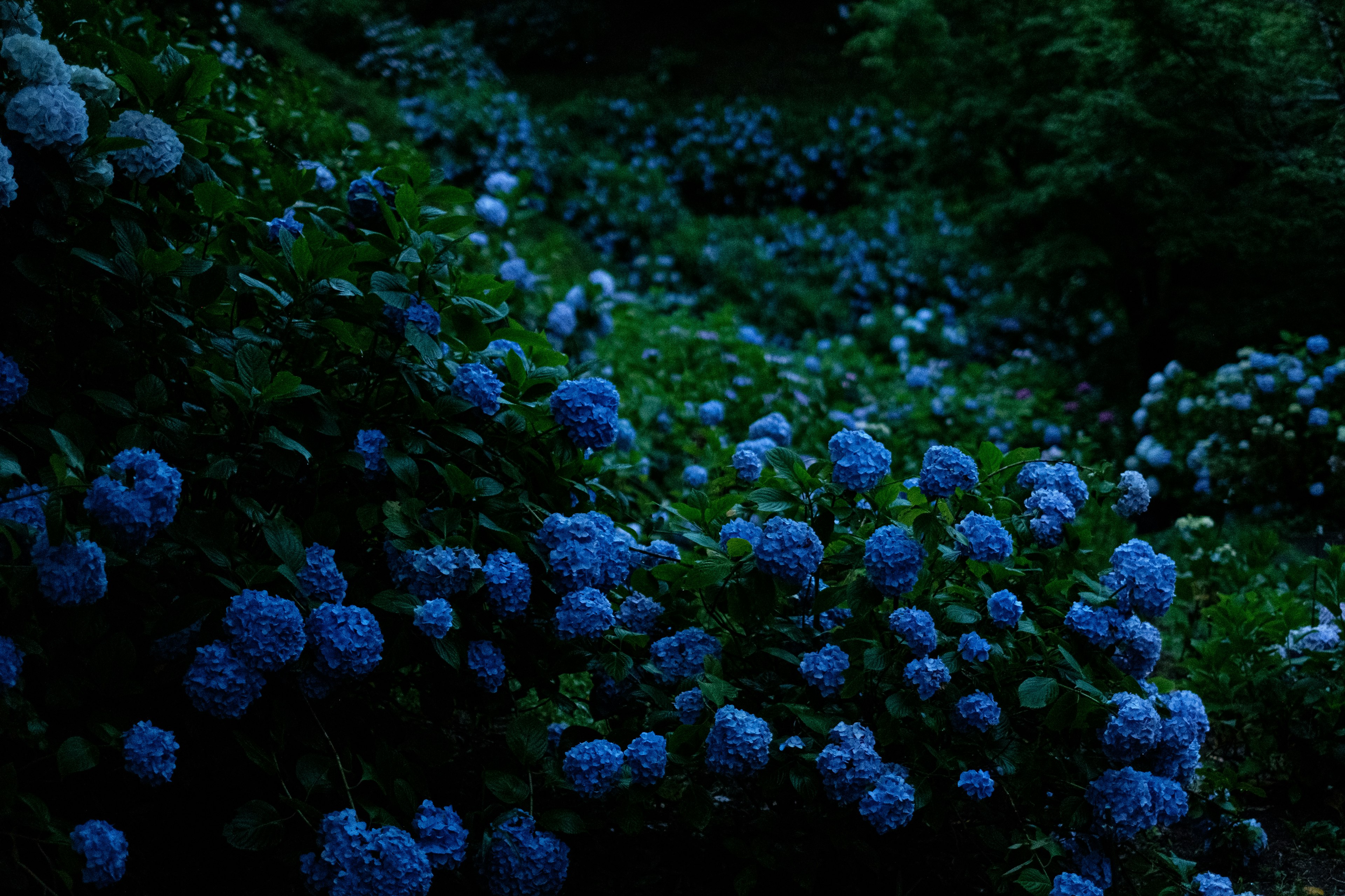 青いアジサイの花が咲く暗い庭の風景