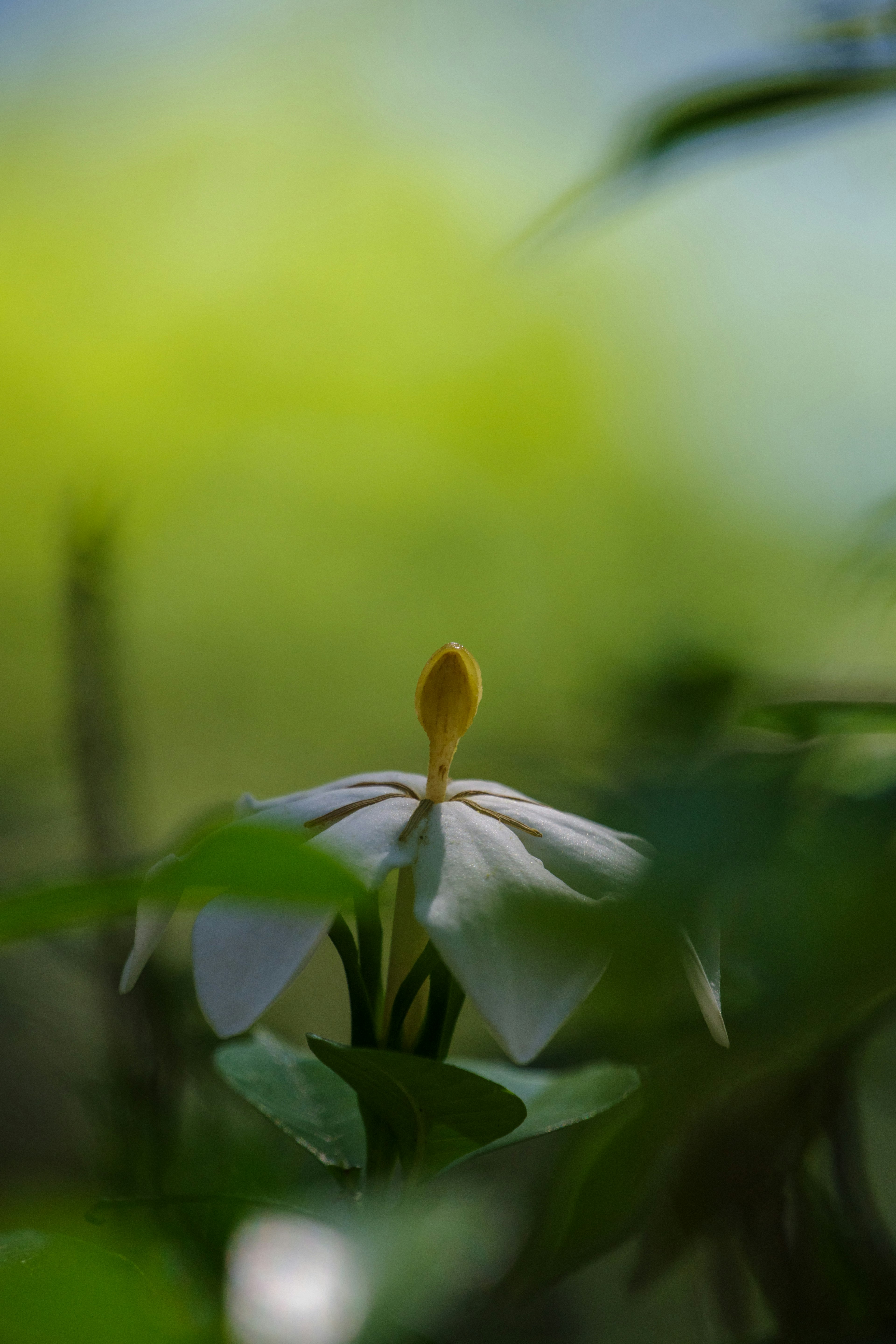 Une fleur blanche entourée de feuilles vertes dans un environnement serein