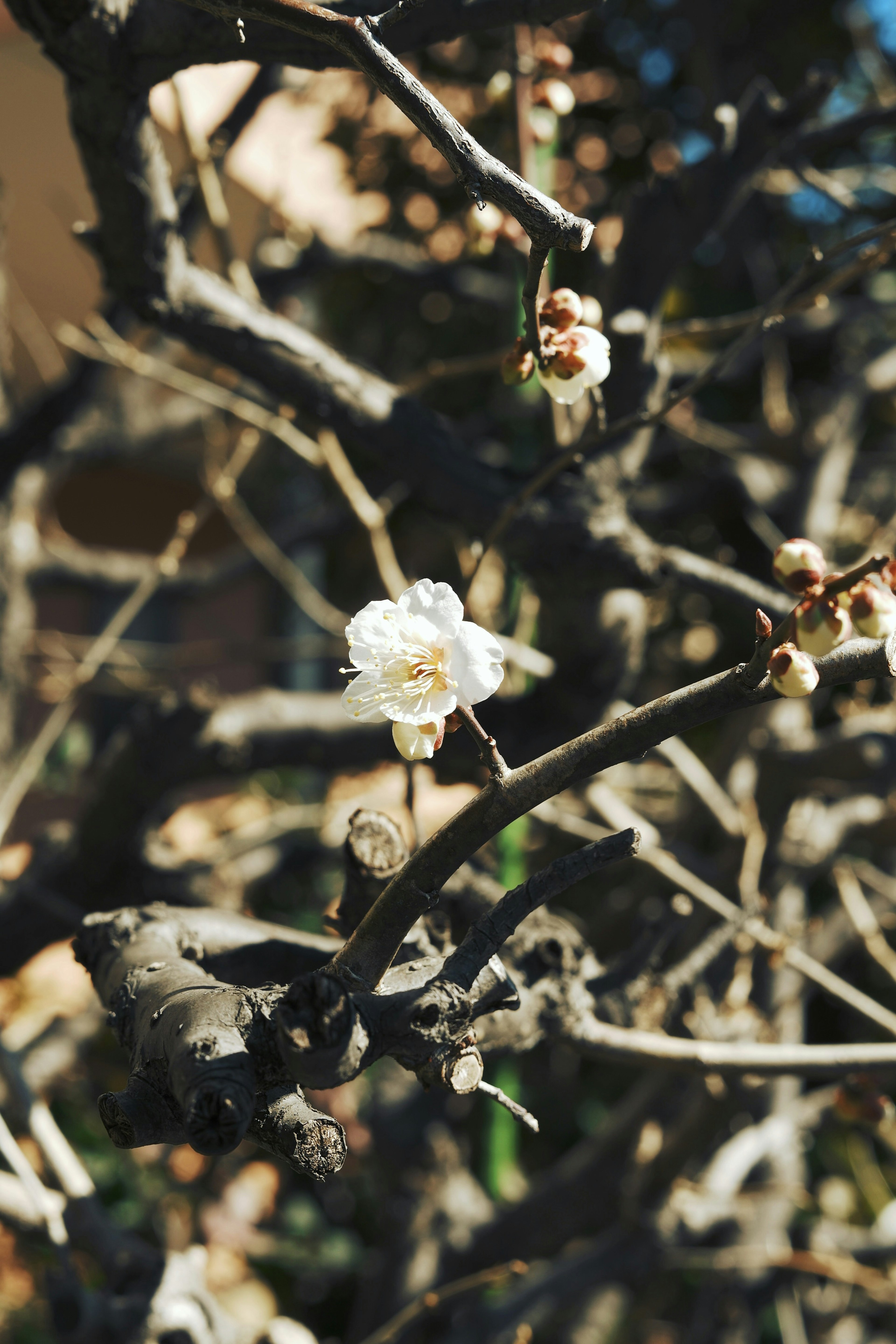 Close-up of a branch with a white flower in bloom