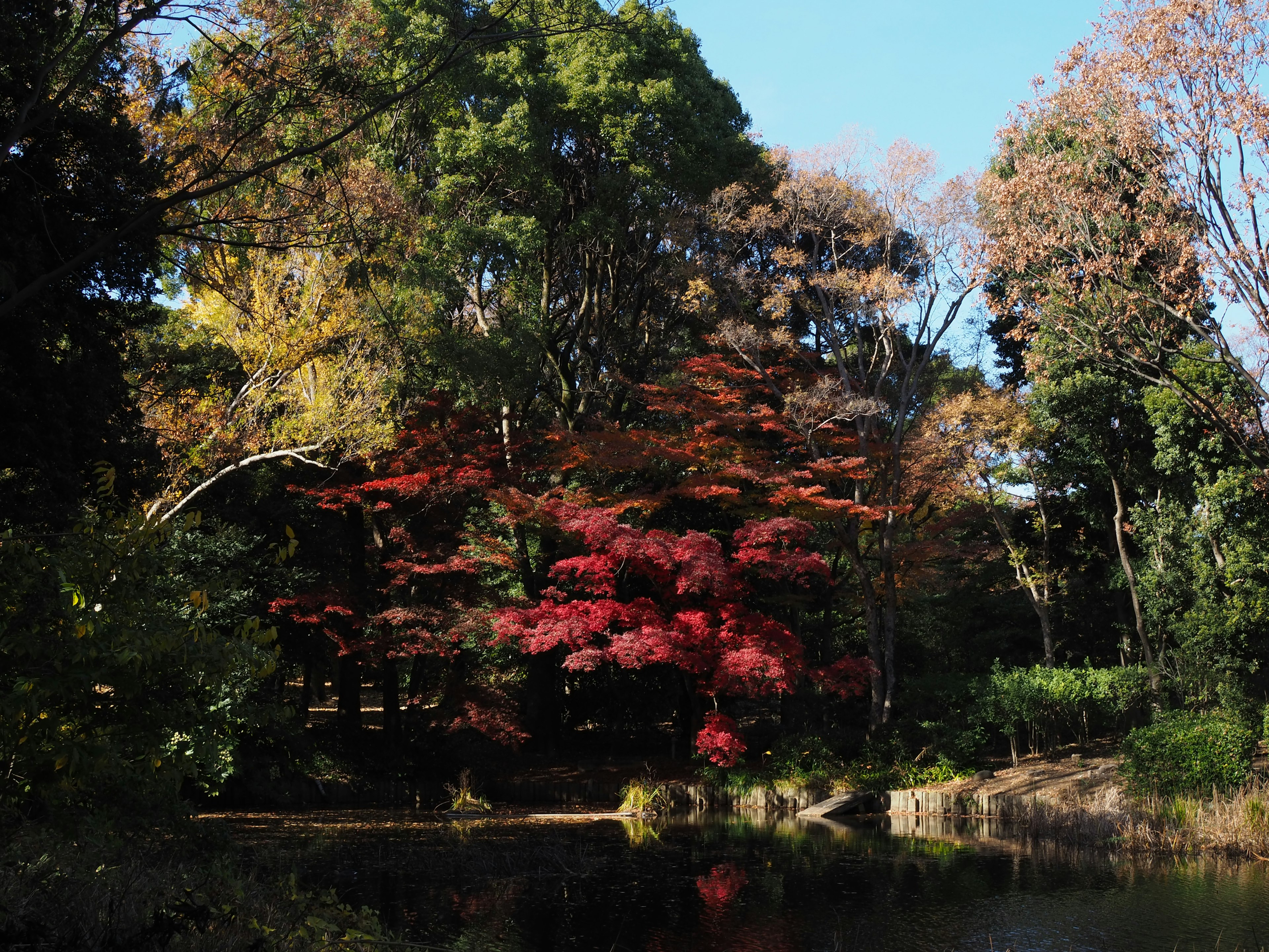 秋の紅葉が美しい池の風景緑の木々と赤い葉が映える