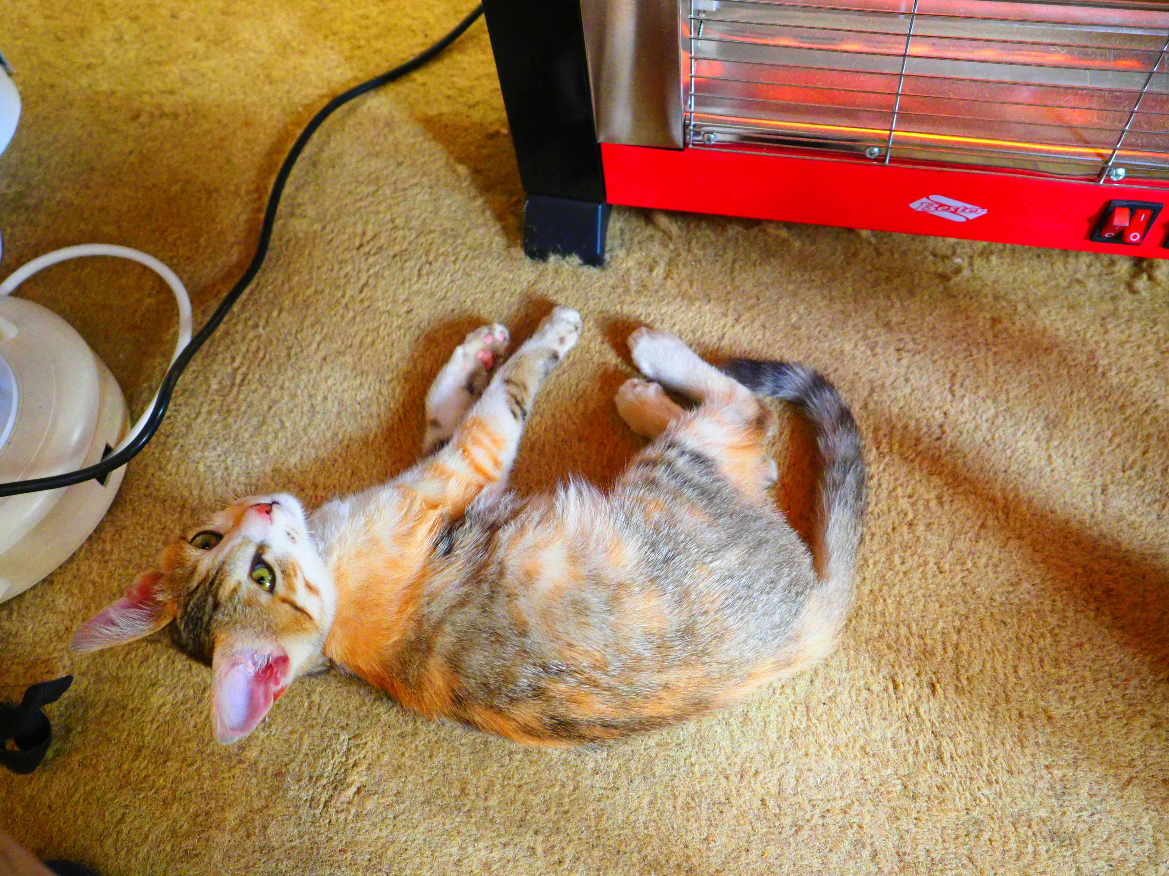 A cat lying near a heater on a soft carpet