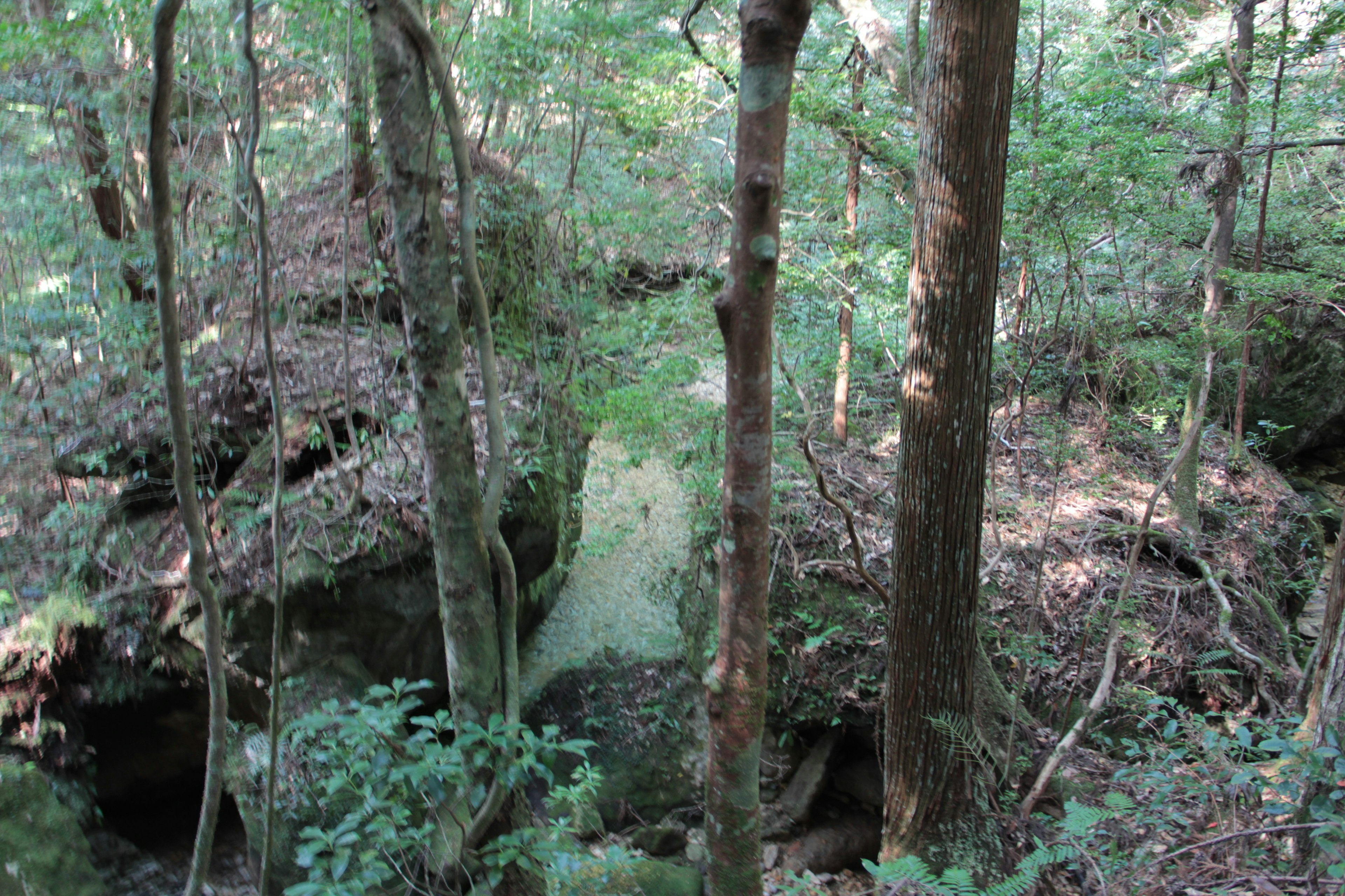 Scène forestière luxuriante avec de grandes roches et des arbres