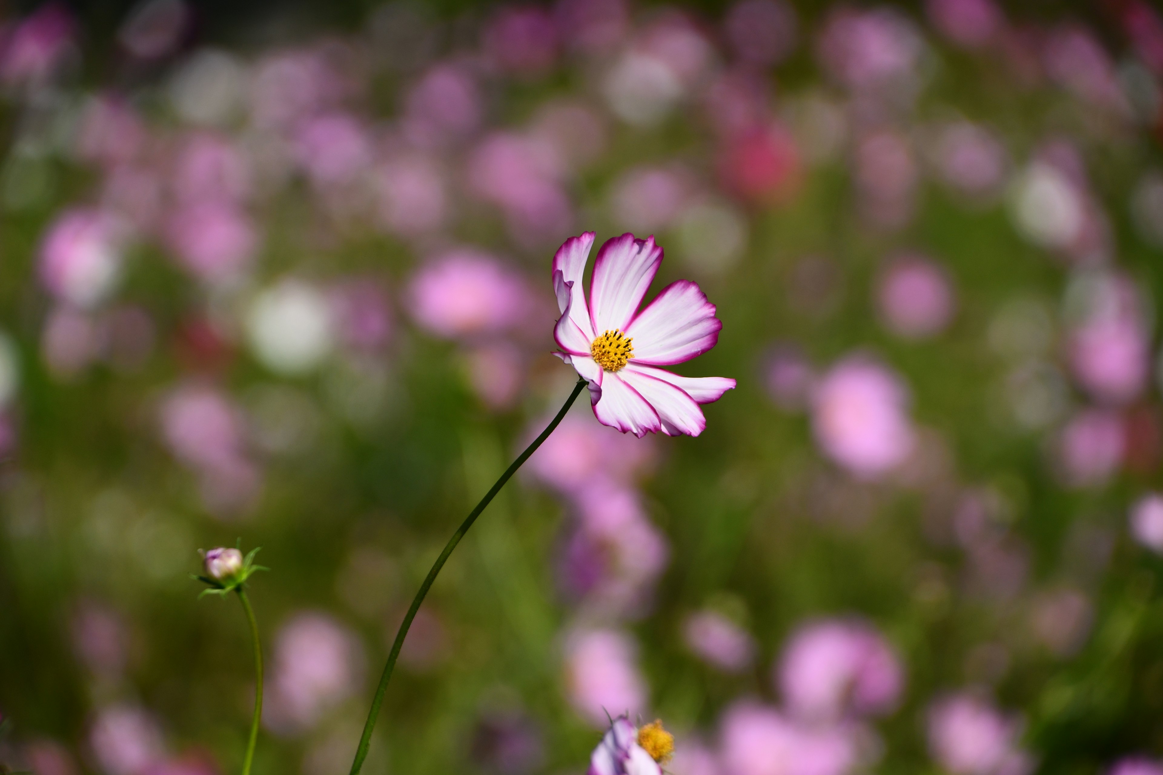 鮮やかなピンクの花と緑の背景の風景