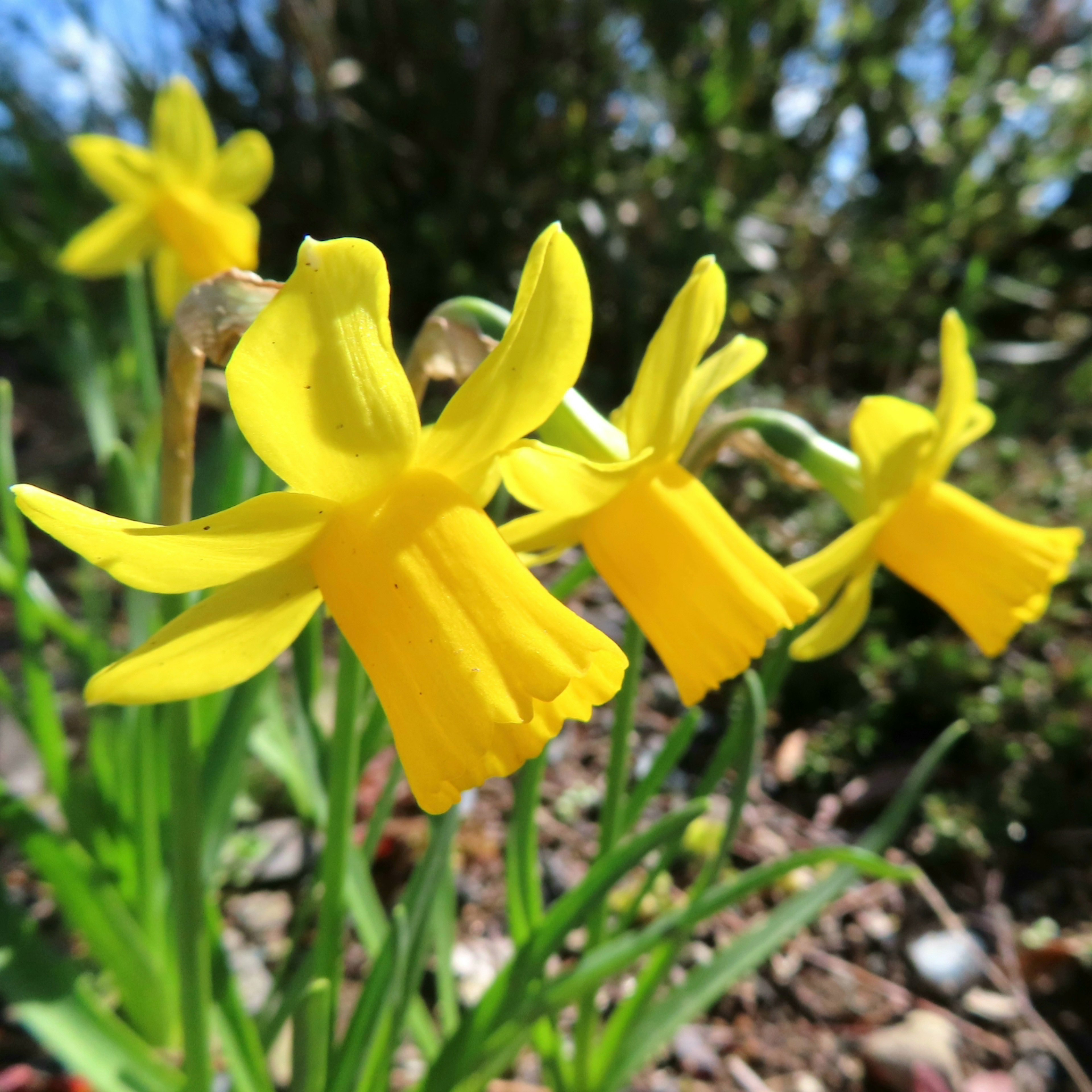 Bunga daffodil kuning cerah mekar