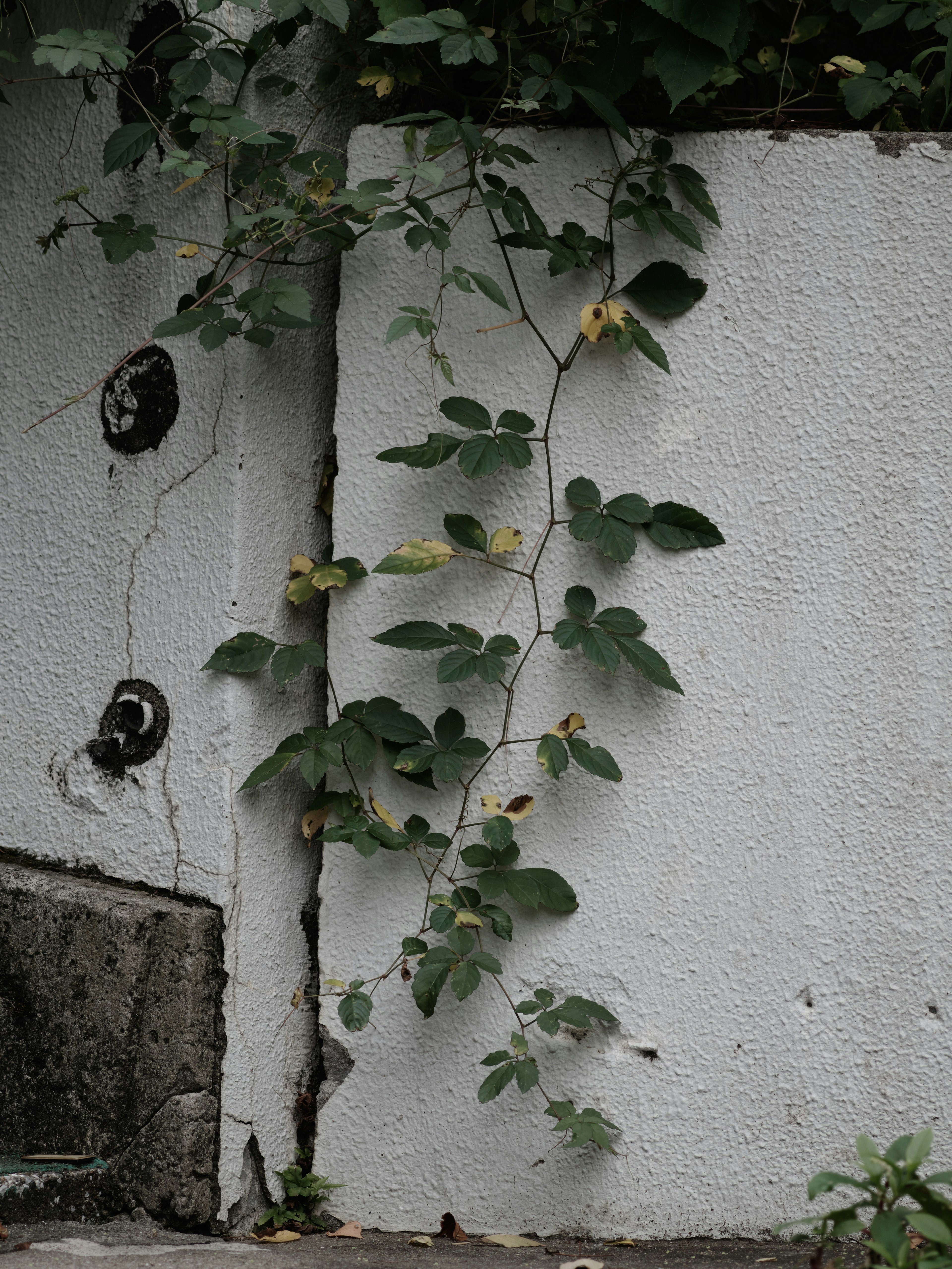 Nahaufnahme einer grünen Kletterpflanze an einer weißen Wand