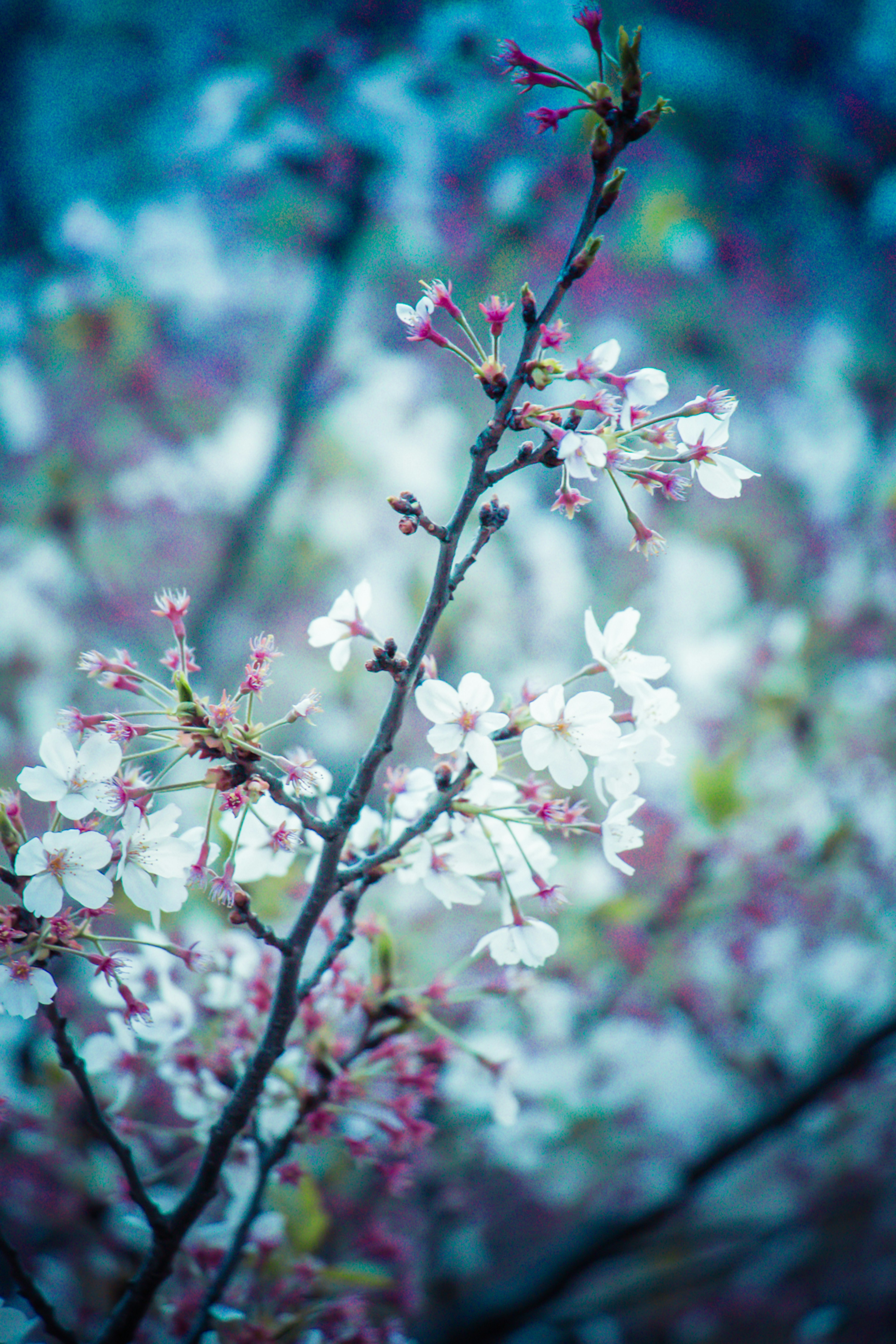 Branch of cherry blossoms blooming against a blue background