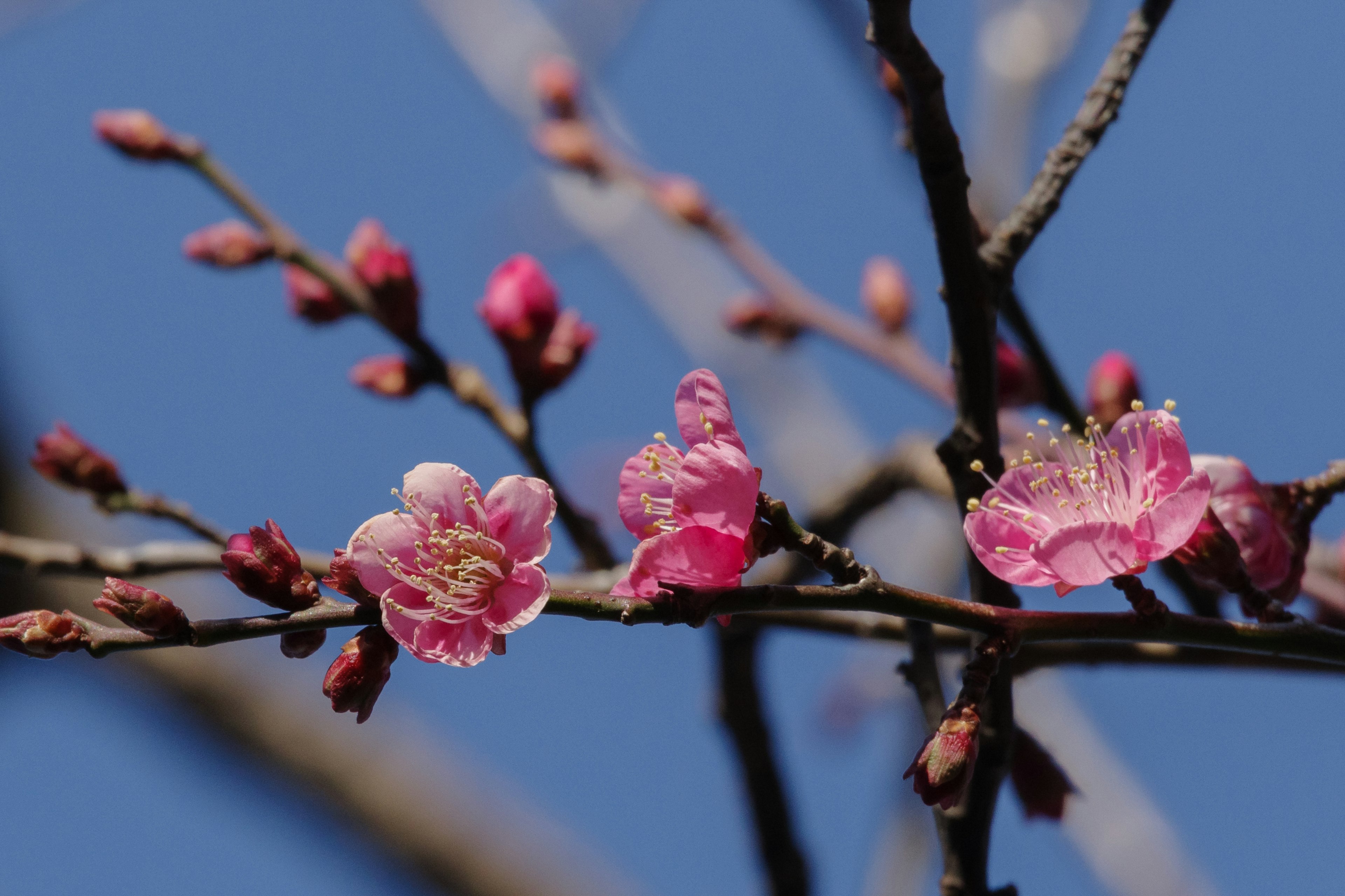 Rami con fiori rosa in fiore contro un cielo blu