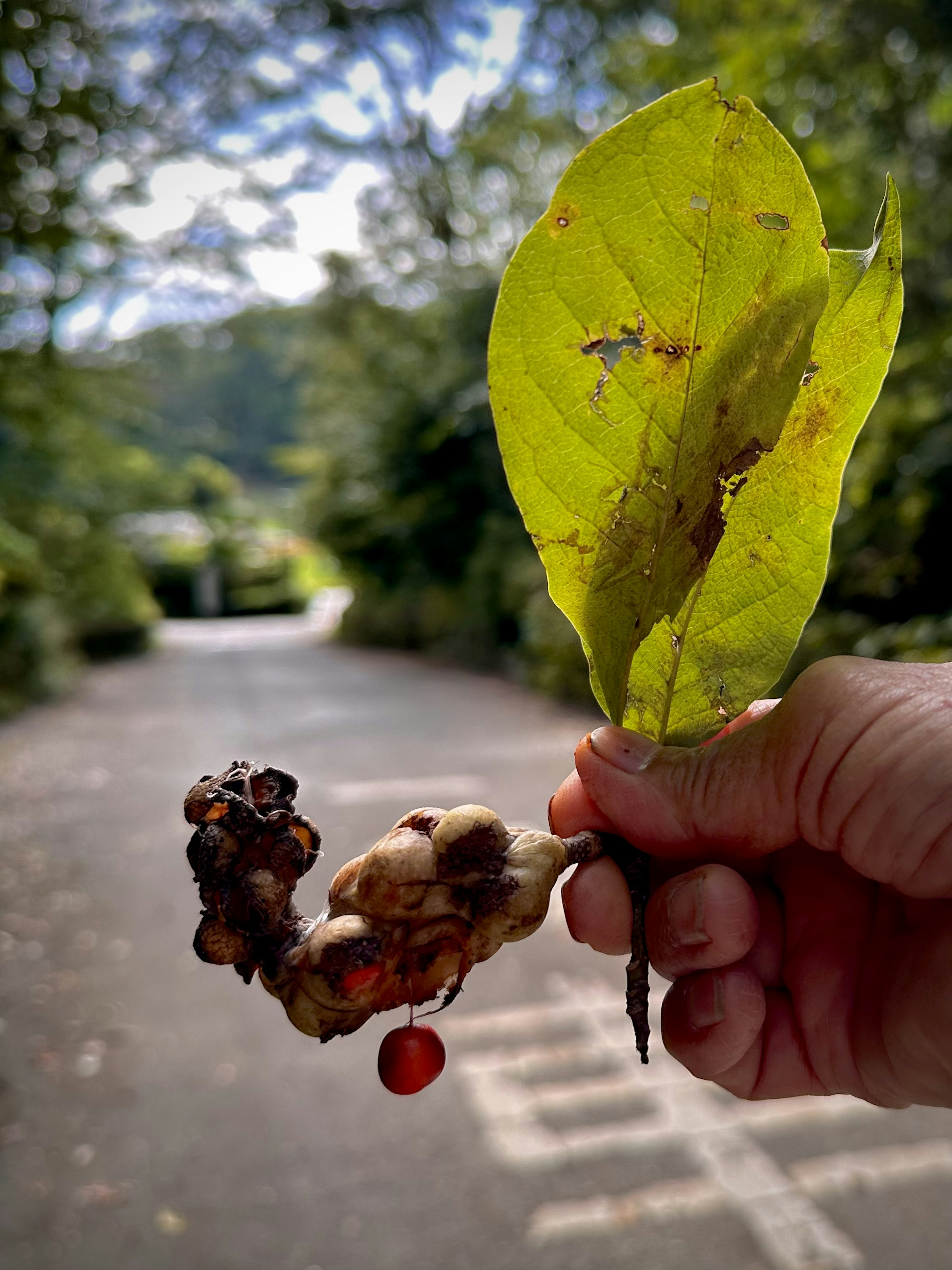 A hand holding a unique shaped object and leaves in a lush green environment