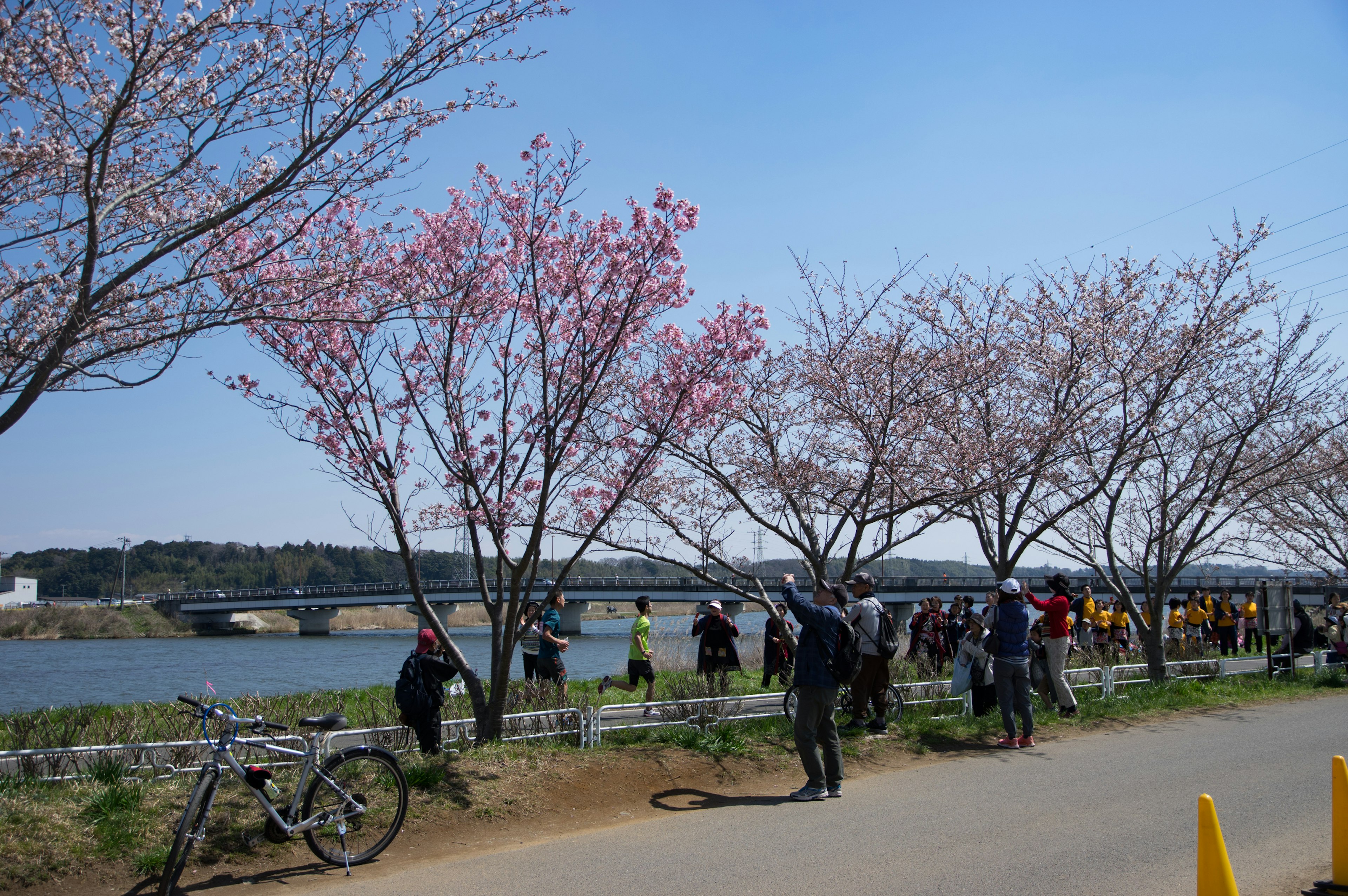 Orang-orang berjalan di sepanjang jalur tepi sungai yang dipenuhi pohon sakura