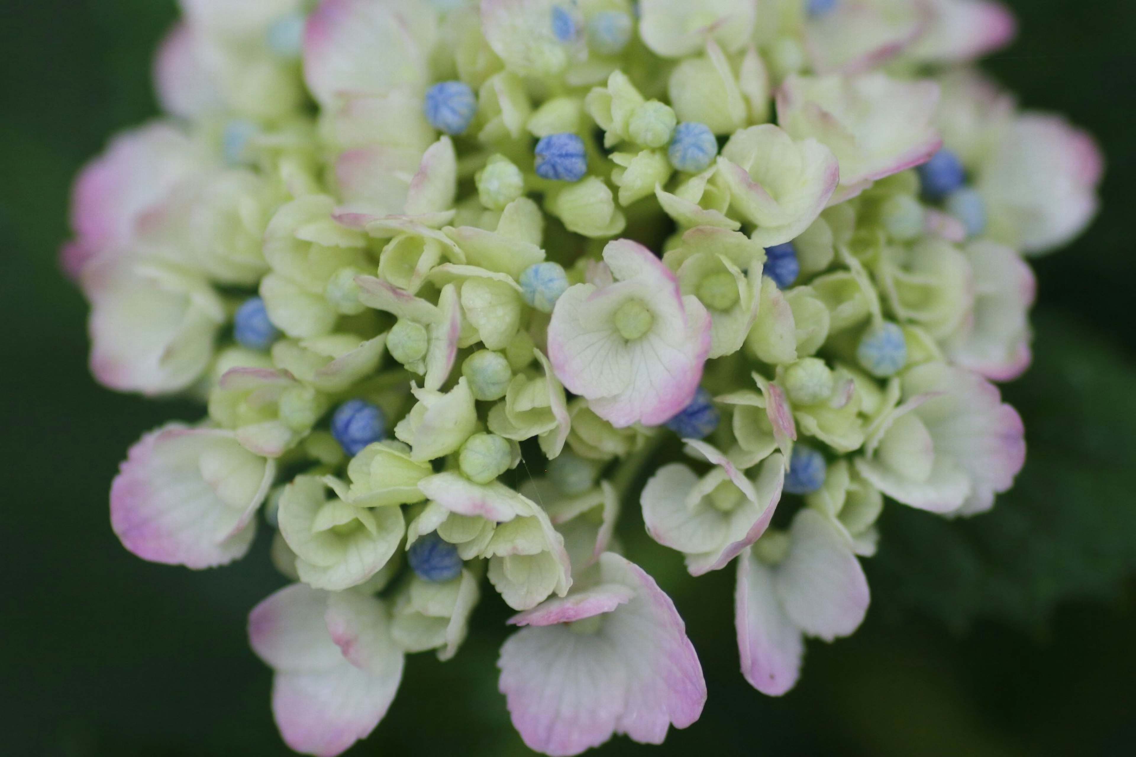 Gros plan d'un magnifique groupe de fleurs avec de petites fleurs roses et bleues