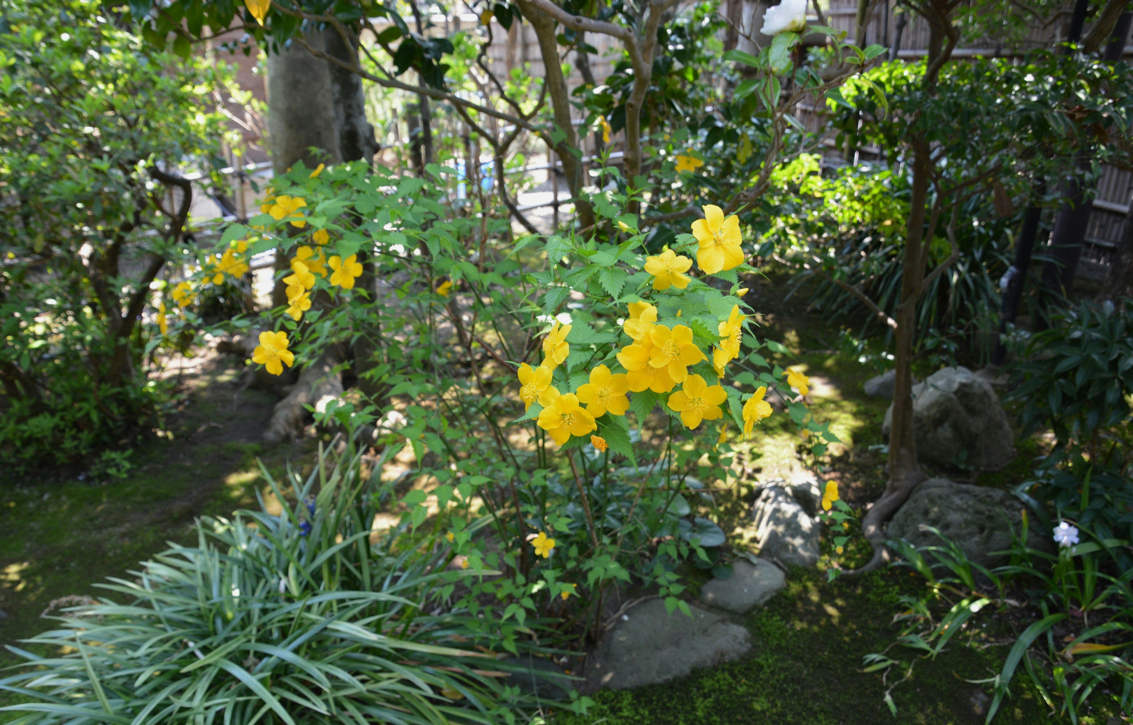 庭に咲く黄色い花と緑の植物