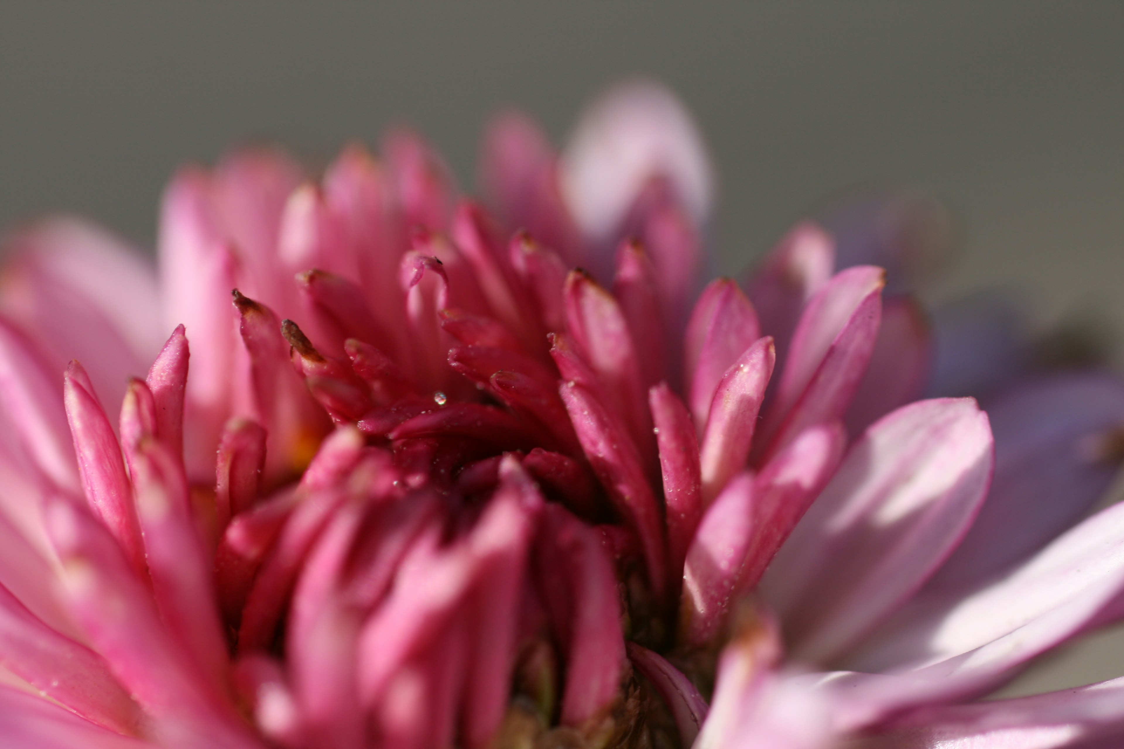 Primo piano di petali di fiori rosa vivaci che si sovrappongono