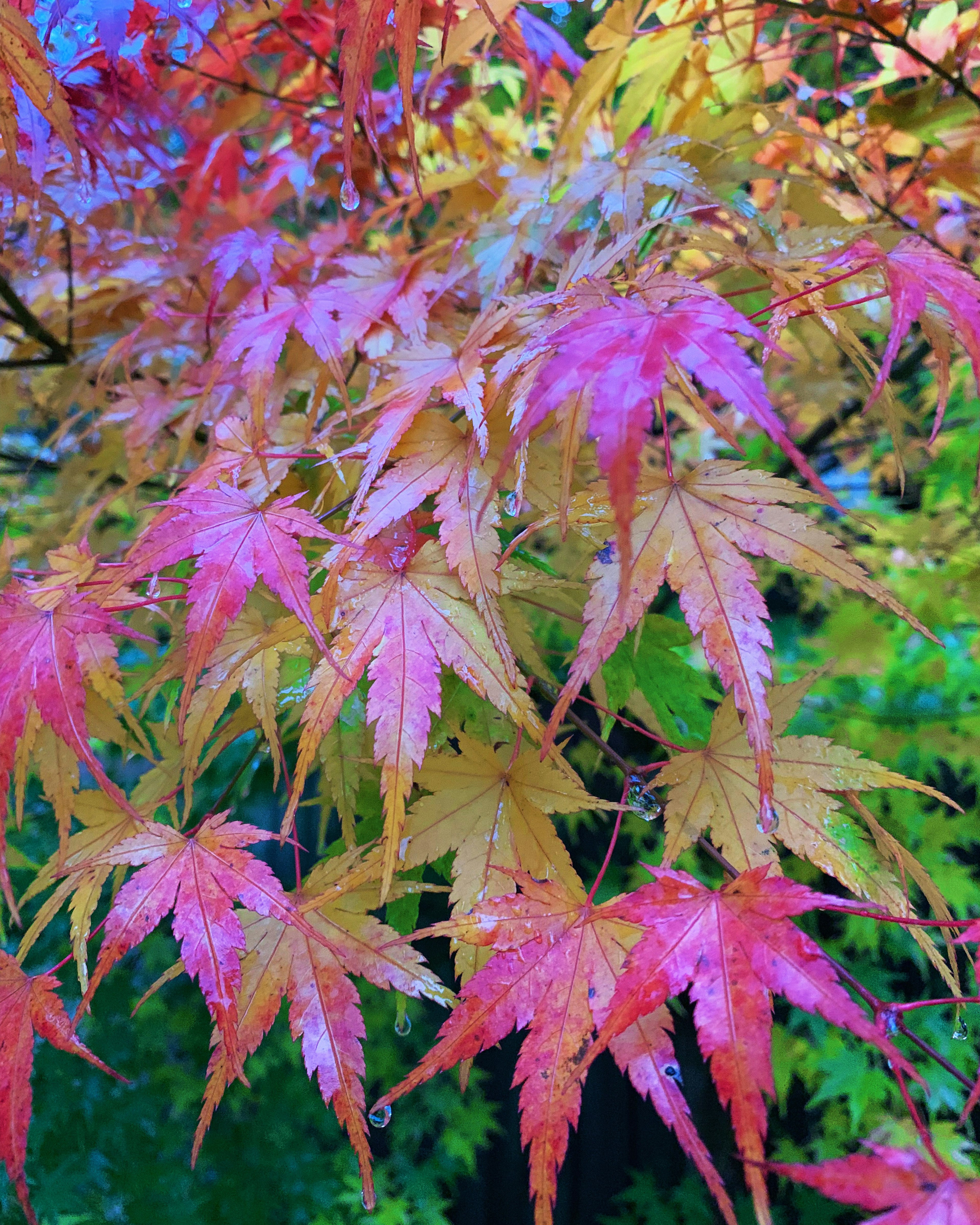 Feuilles d'érable colorées montrant la beauté de l'automne