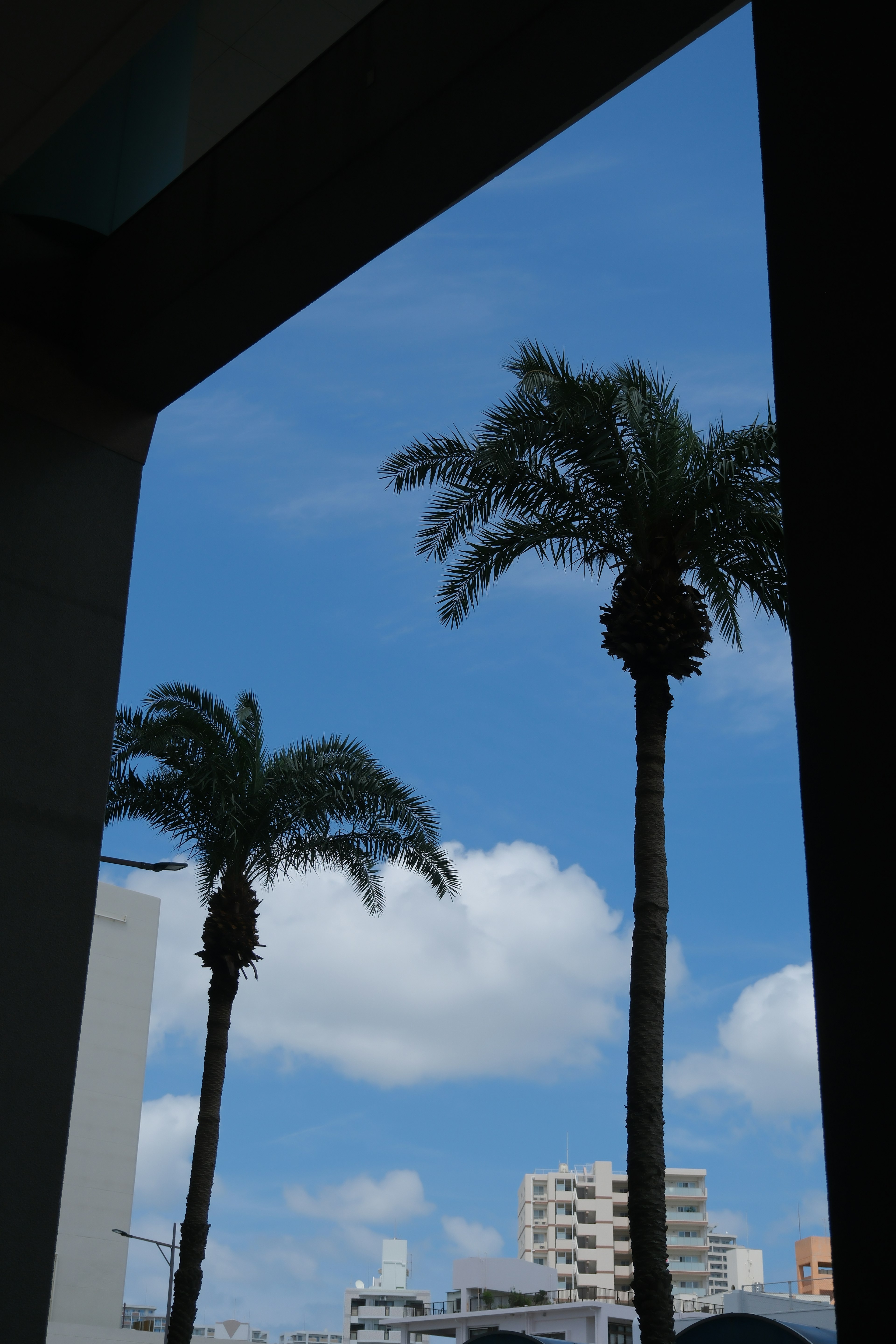 Vue de palmiers sous un ciel bleu