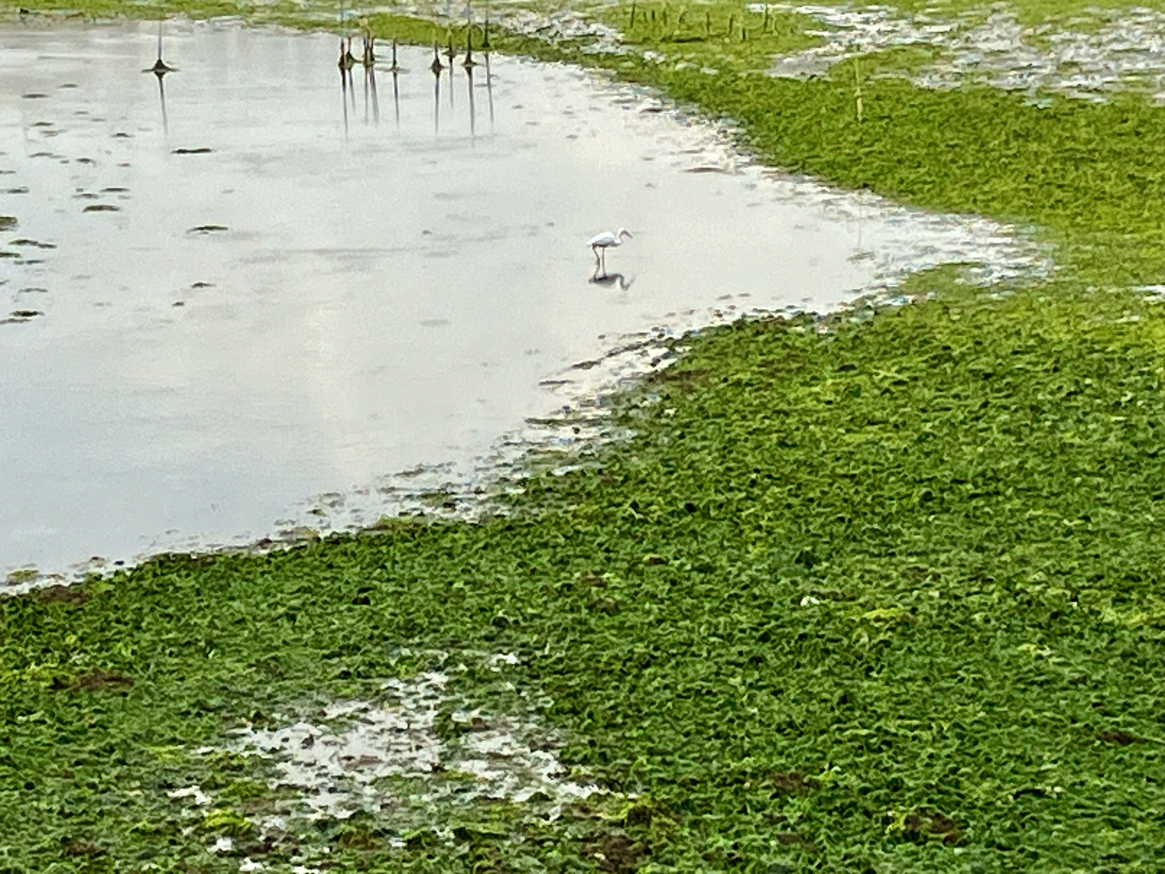 Green plants floating on the water surface with a calm waterbody